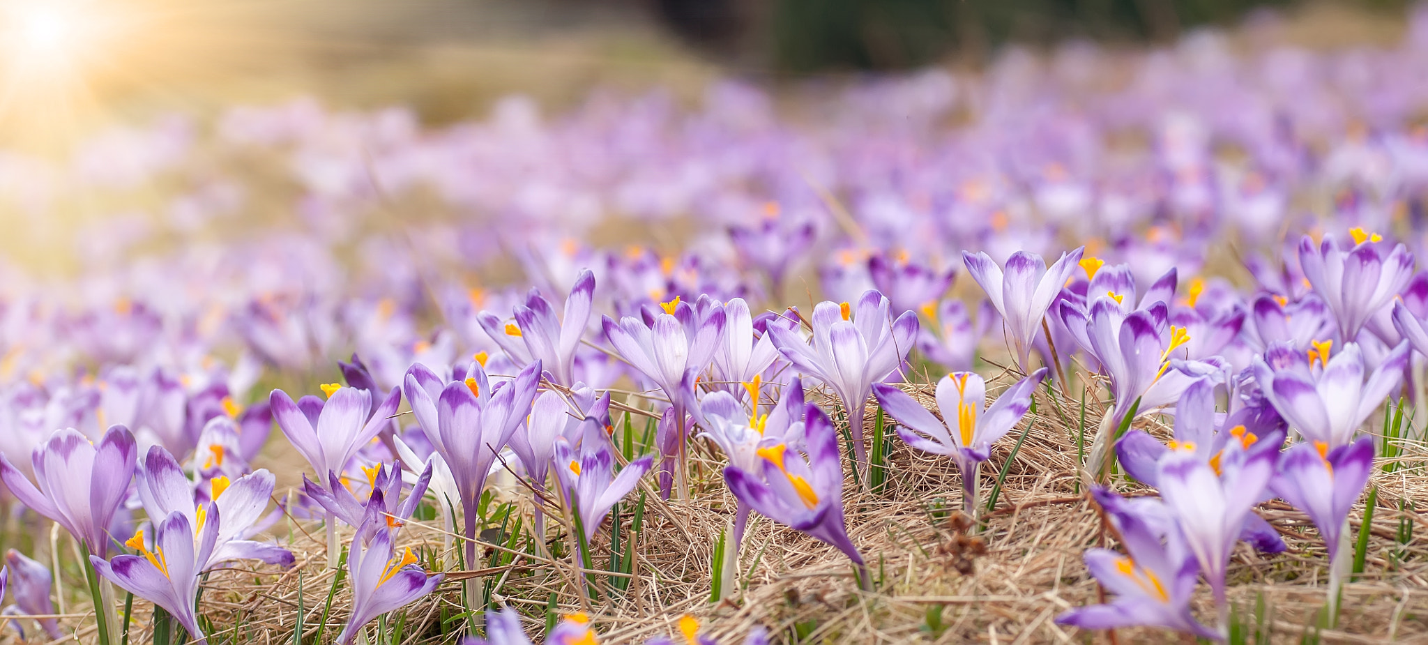 Tamron SP AF 90mm F2.8 Di Macro sample photo. Spring banner photography
