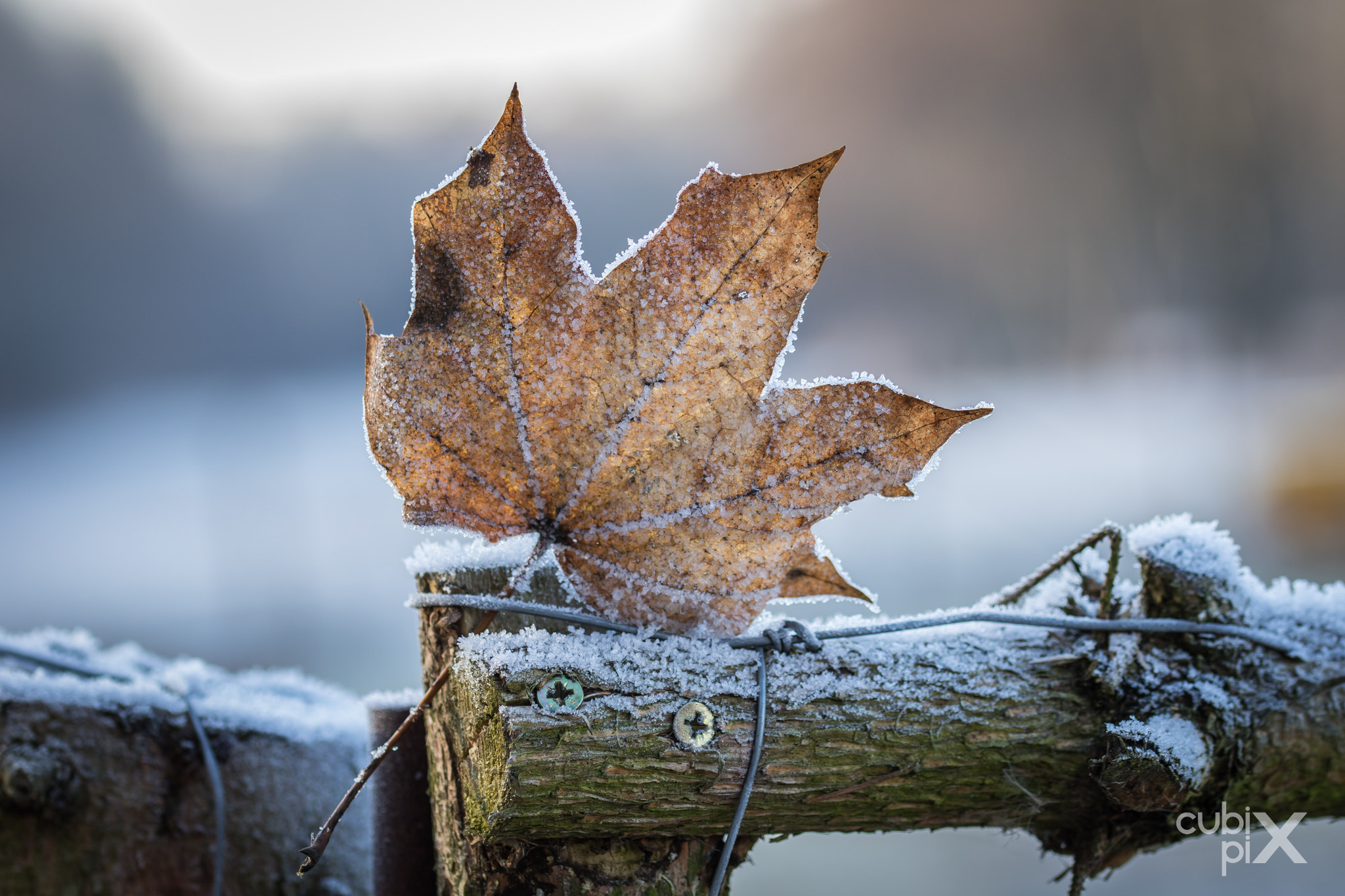 Canon EOS 7D Mark II + Sigma 105mm F2.8 EX DG OS HSM sample photo. Frozen leaf photography