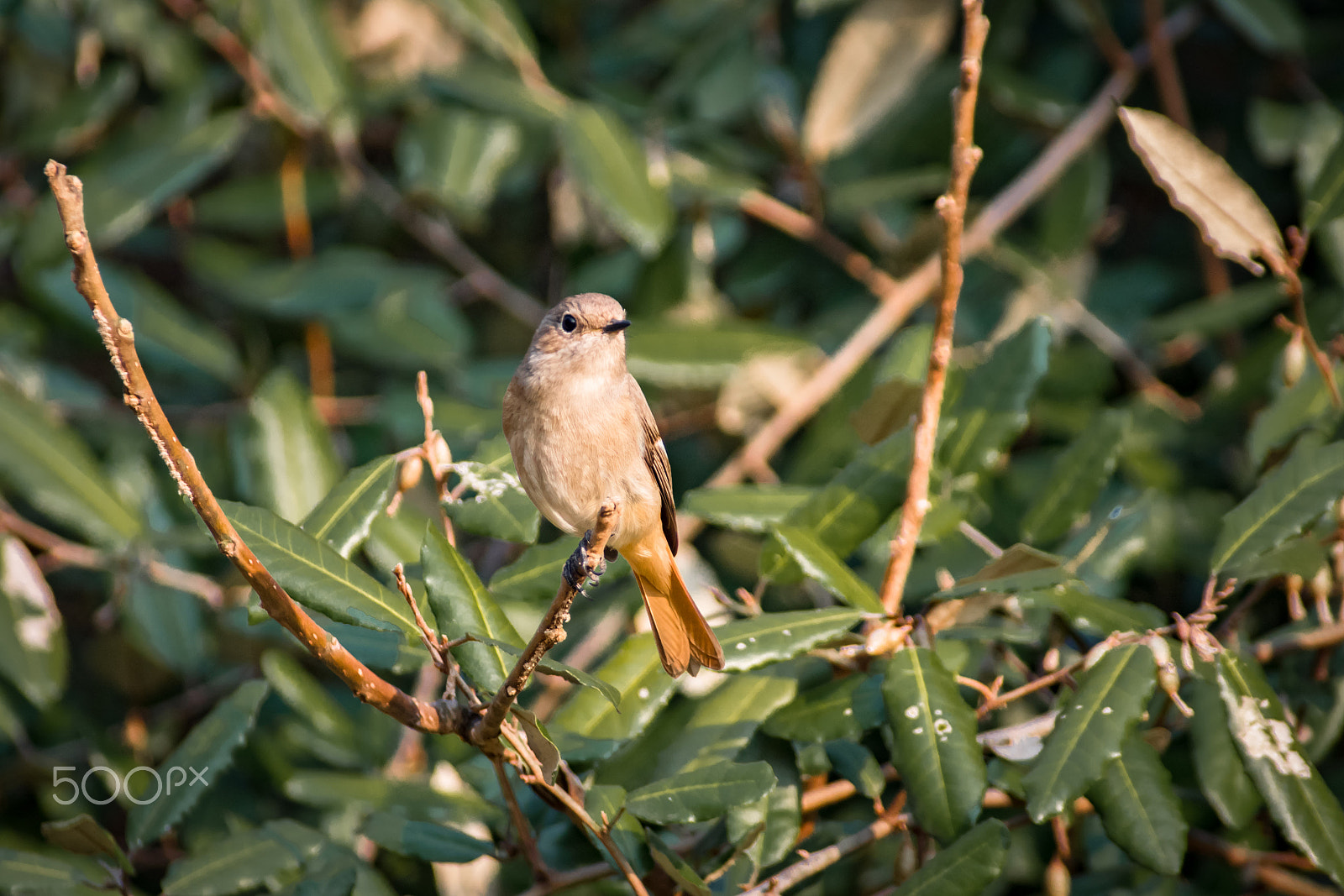 Pentax K-S2 + Sigma sample photo. Daurian redstart photography