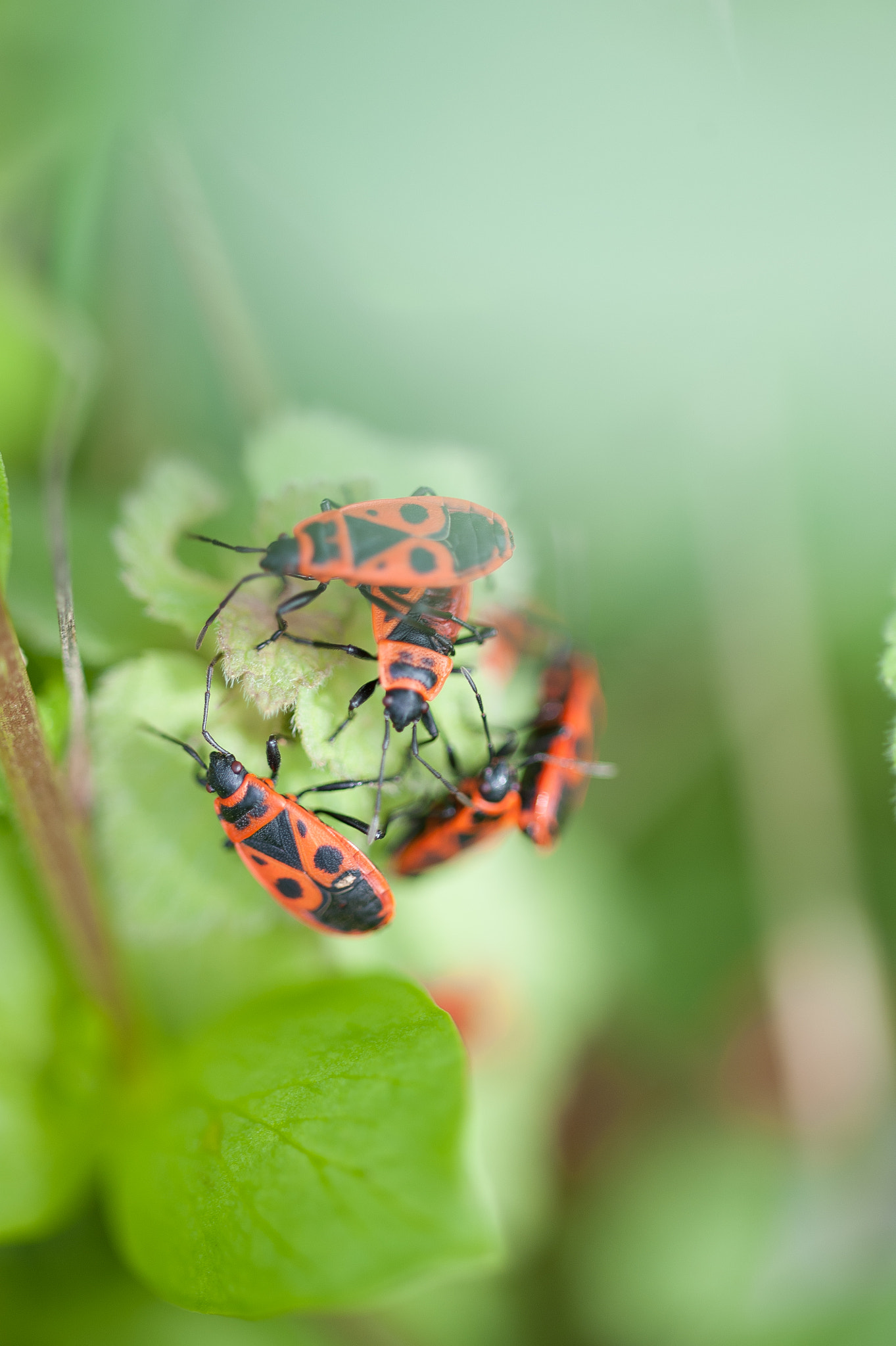 Sigma 105mm F2.8 EX DG OS HSM sample photo. La gendarmerie photography