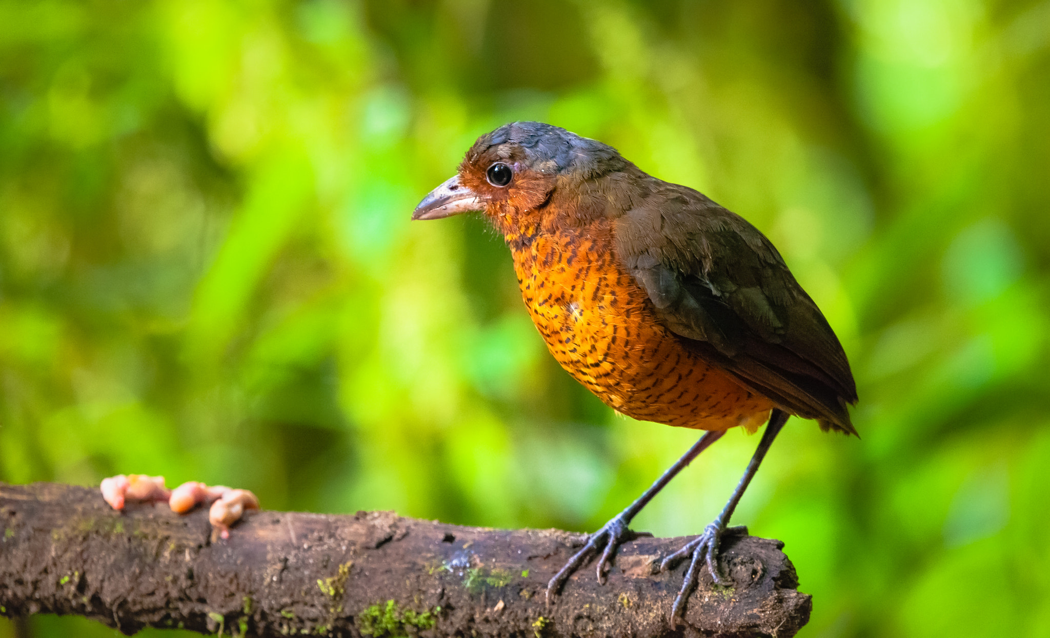 Canon EF 100-400mm F4.5-5.6L IS USM sample photo. Flightless photography