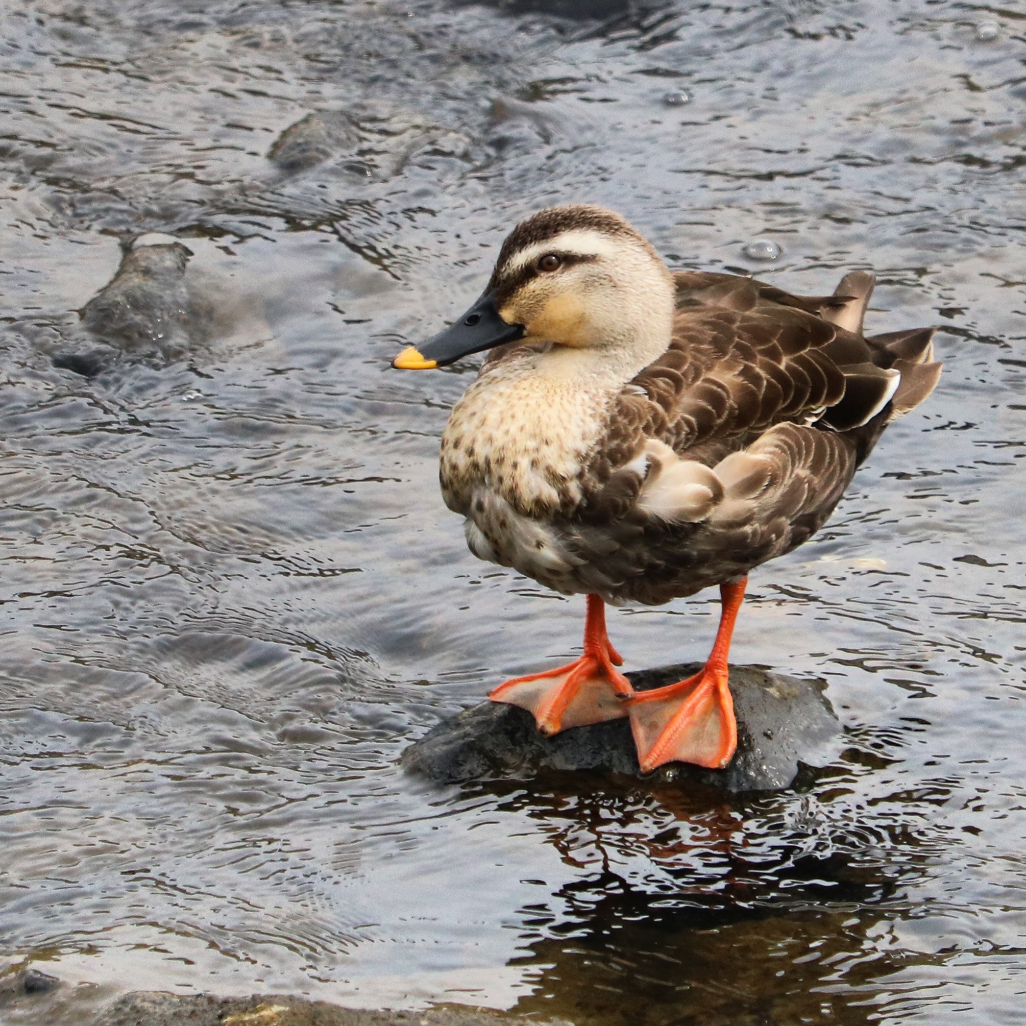 Canon EOS 750D (EOS Rebel T6i / EOS Kiss X8i) sample photo. Spot‐billed duck photography