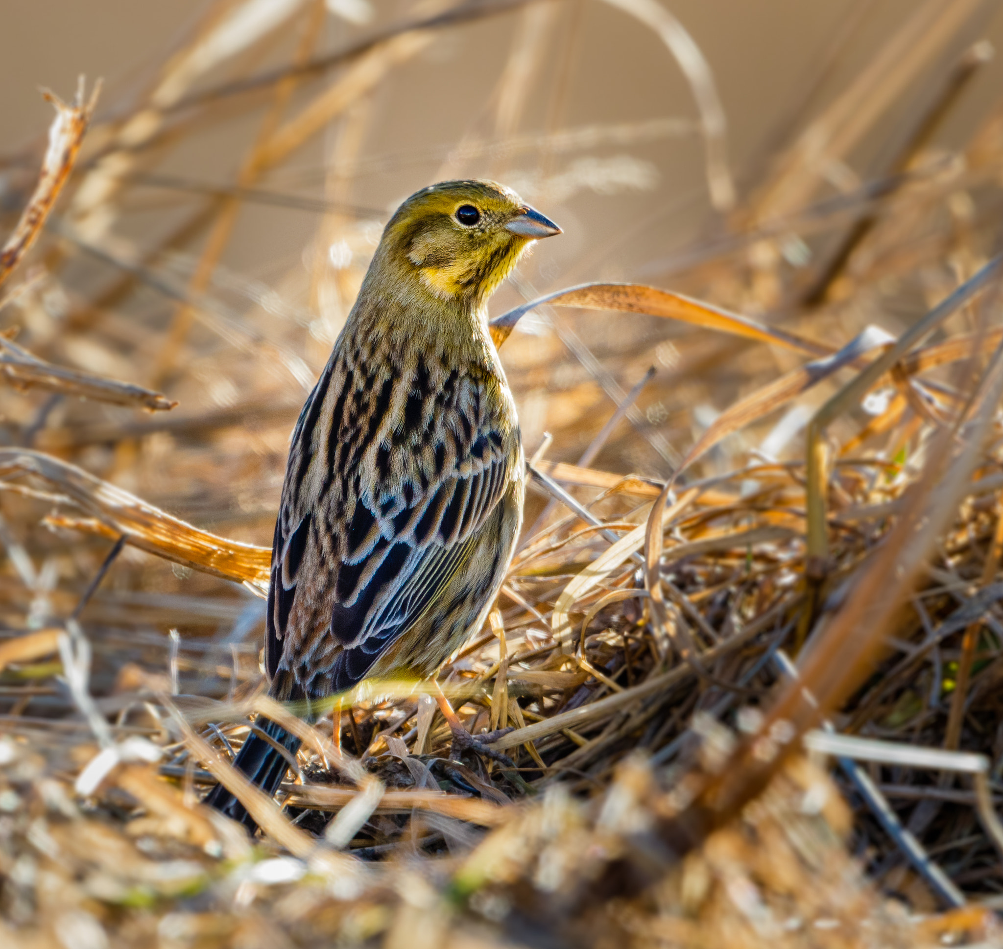 Canon EF 500mm F4L IS USM sample photo. Yellowhammer photography