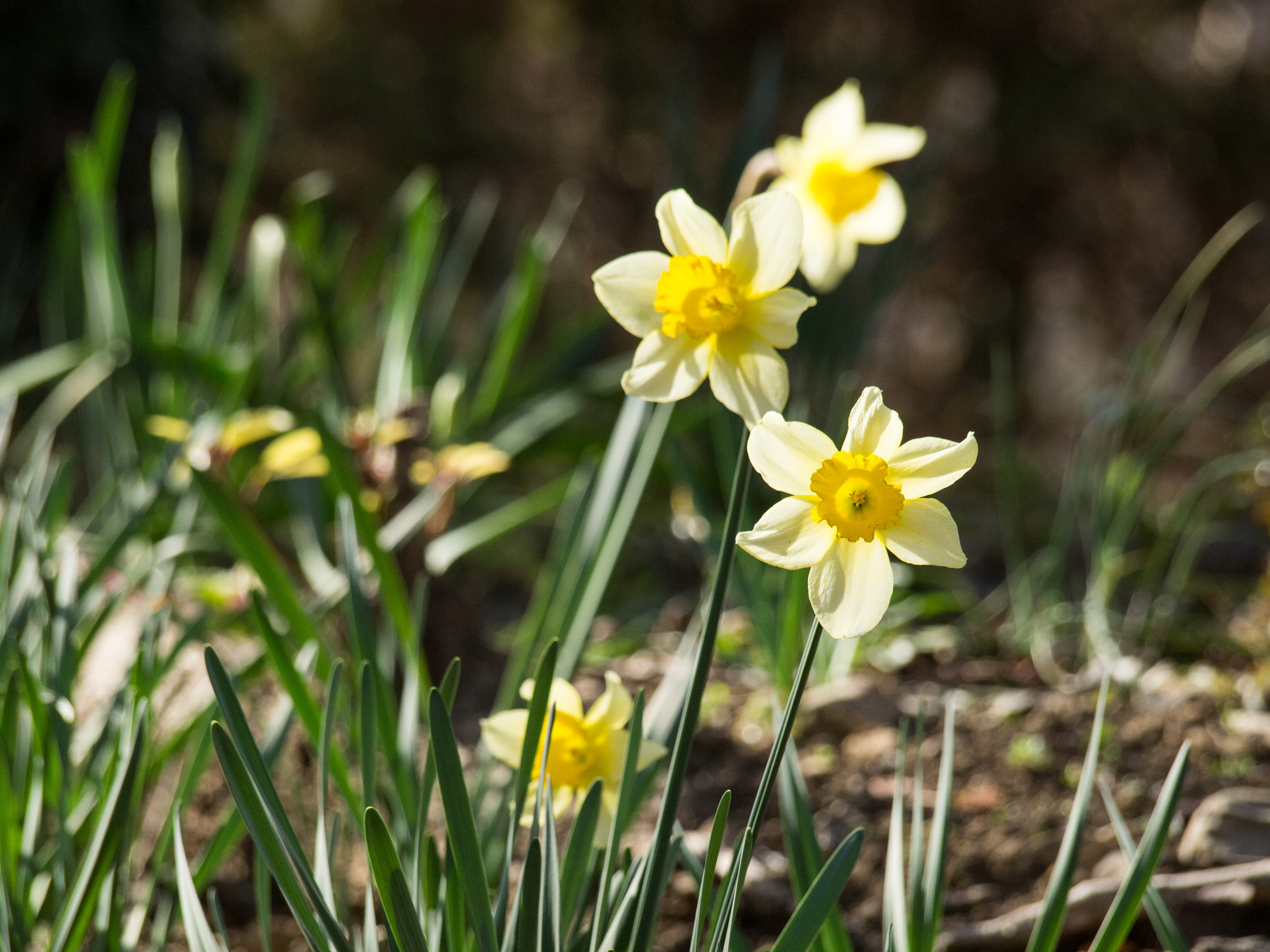 Olympus Zuiko Digital ED 40-150mm F4.0-5.6 sample photo. Daffodils photography