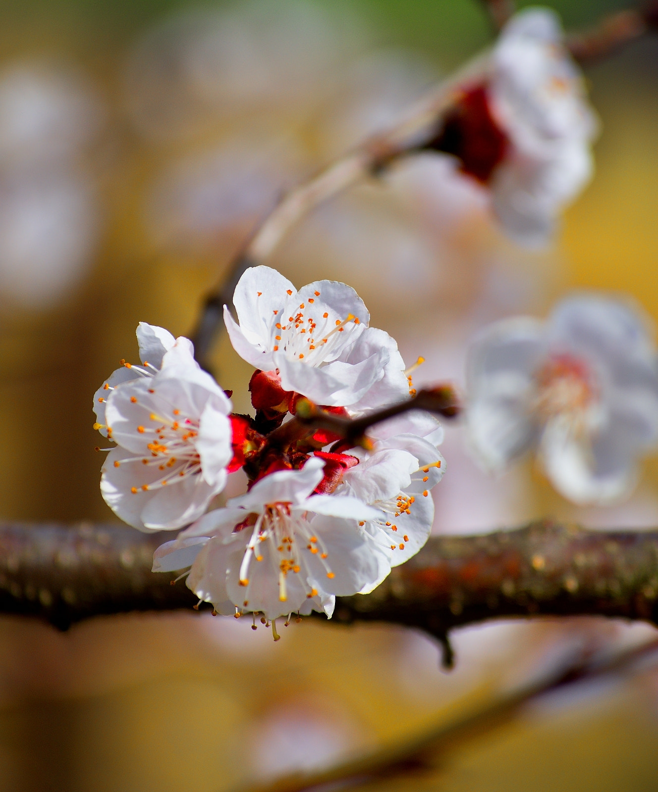 Nikon D7200 sample photo. Peach blossom photography