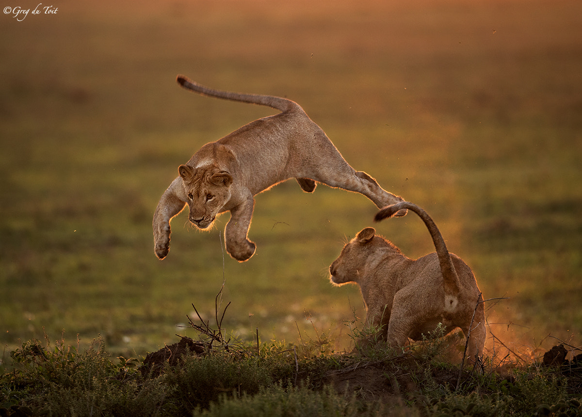 Nikon D5 sample photo. Cats at play photography