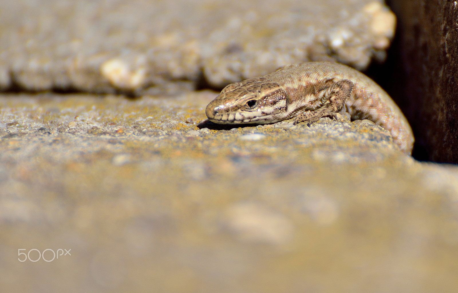 Nikon D3200 sample photo. Lizard photography