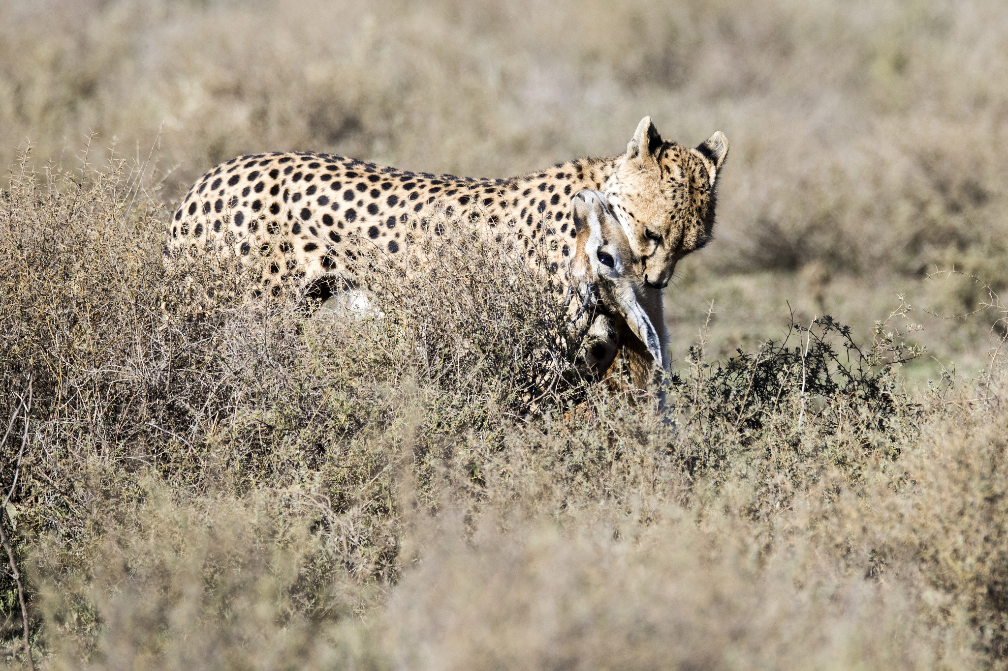 150-600mm F5-6.3 DG OS HSM | Sports 014 sample photo. Ta photography