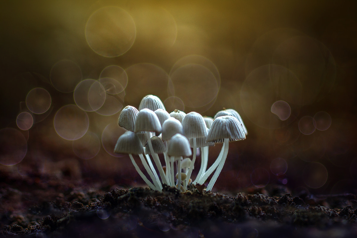 Canon EOS 550D (EOS Rebel T2i / EOS Kiss X4) sample photo. Beautiful mushroom photography