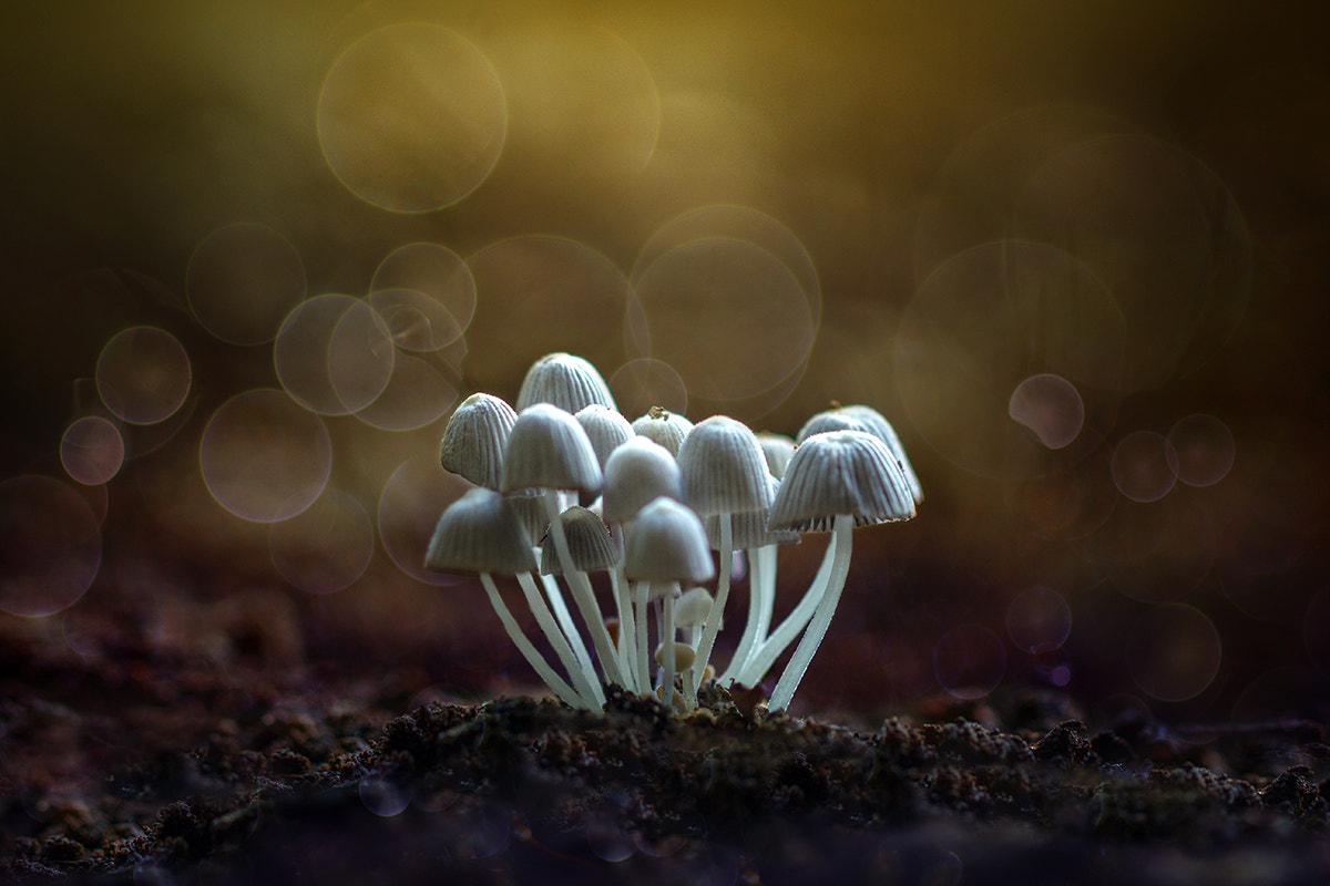 Canon EF 100mm F2.8L Macro IS USM sample photo. Beautiful mushroom photography