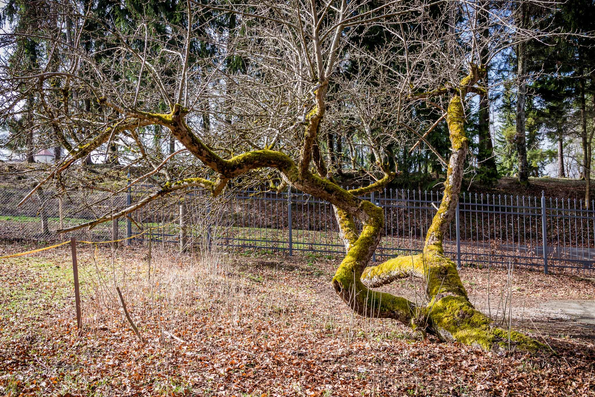 Sigma 17-50mm F2.8 EX DC OS HSM sample photo. Nature is looking for its way weg photography