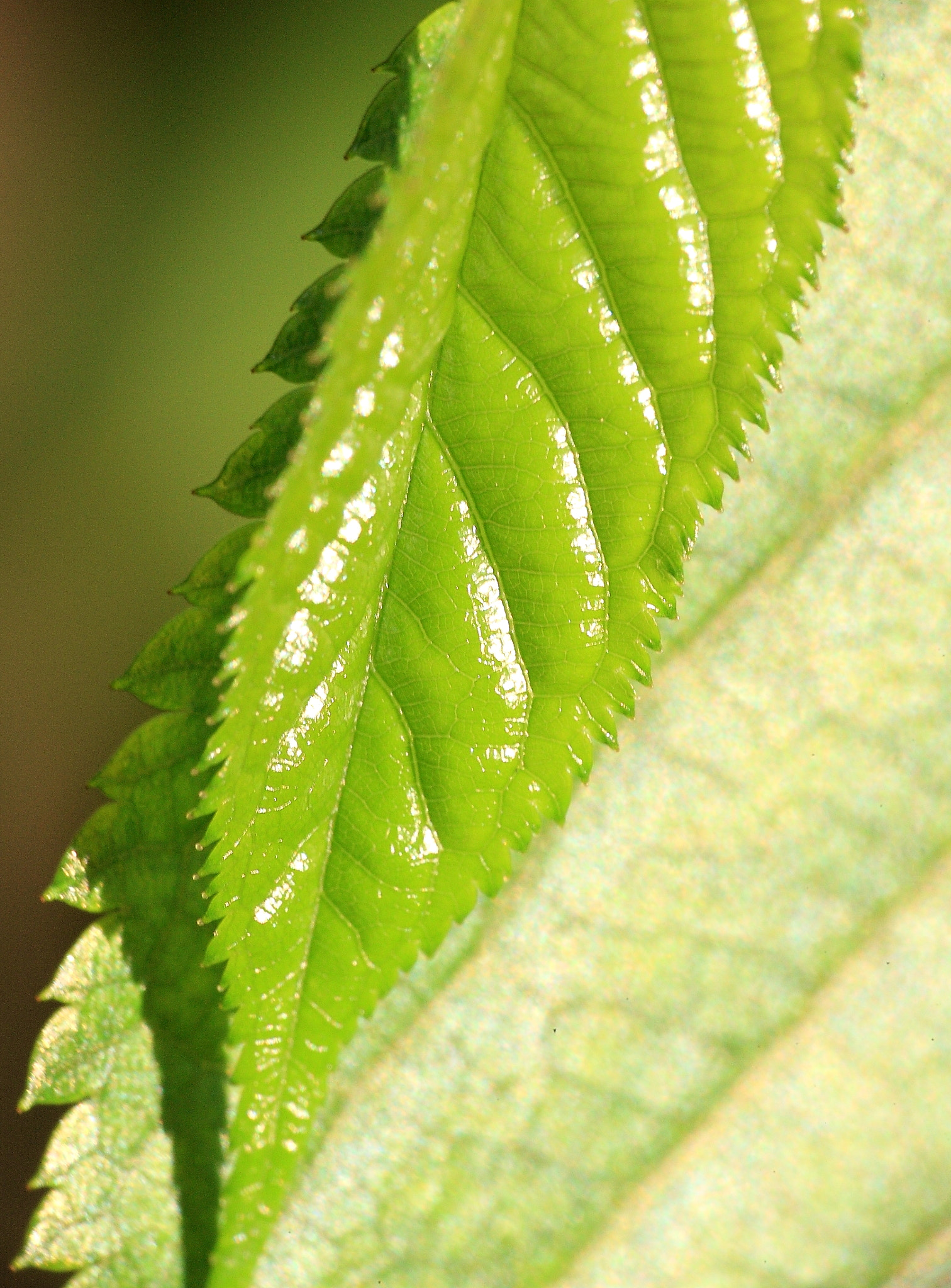Canon EOS-1Ds Mark III sample photo. Leaves photography