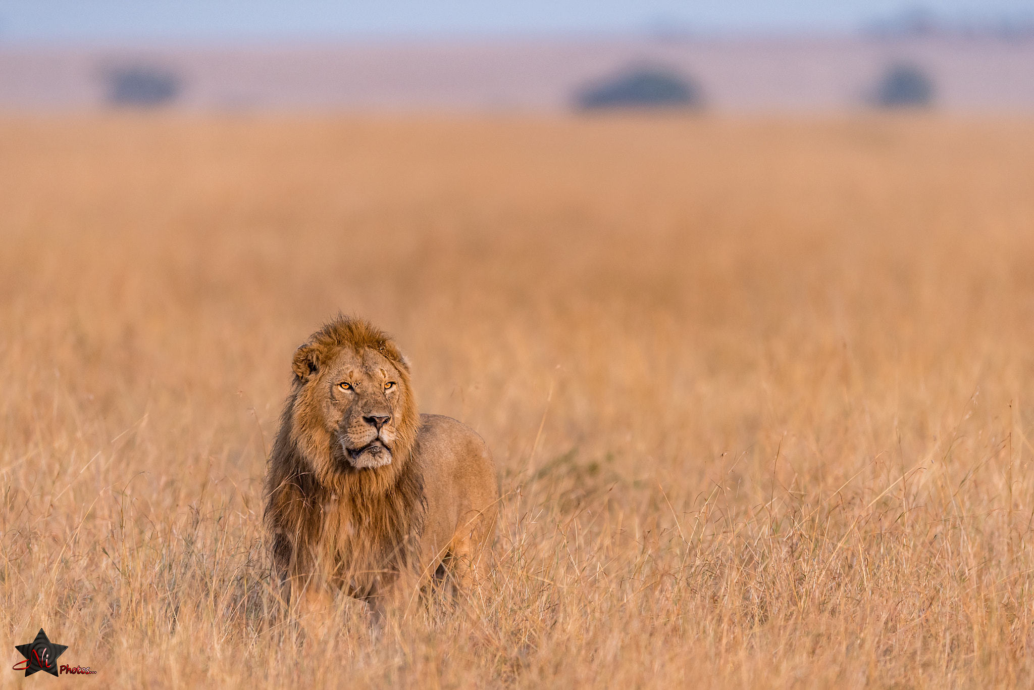 Nikon AF-S Nikkor 600mm F4E FL ED VR sample photo. Lion king photography