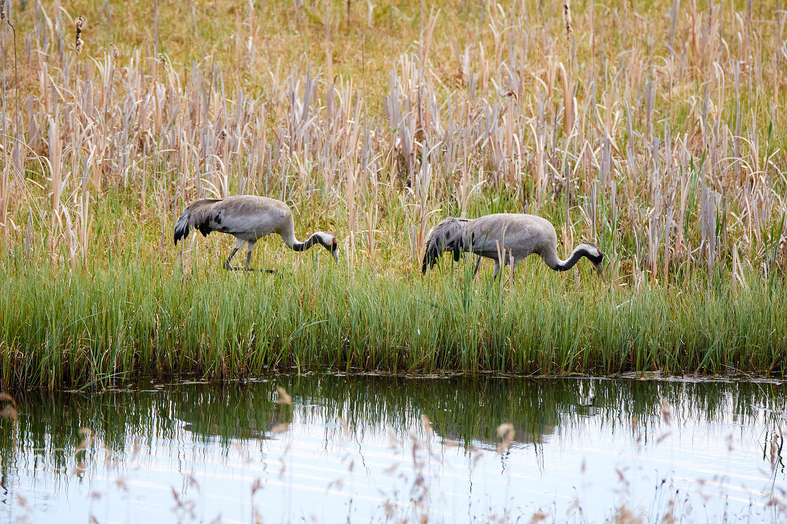 150-600mm F5-6.3 DG OS HSM | Sports 014 sample photo. Common cranes walking on the shore of a lake in summer photography