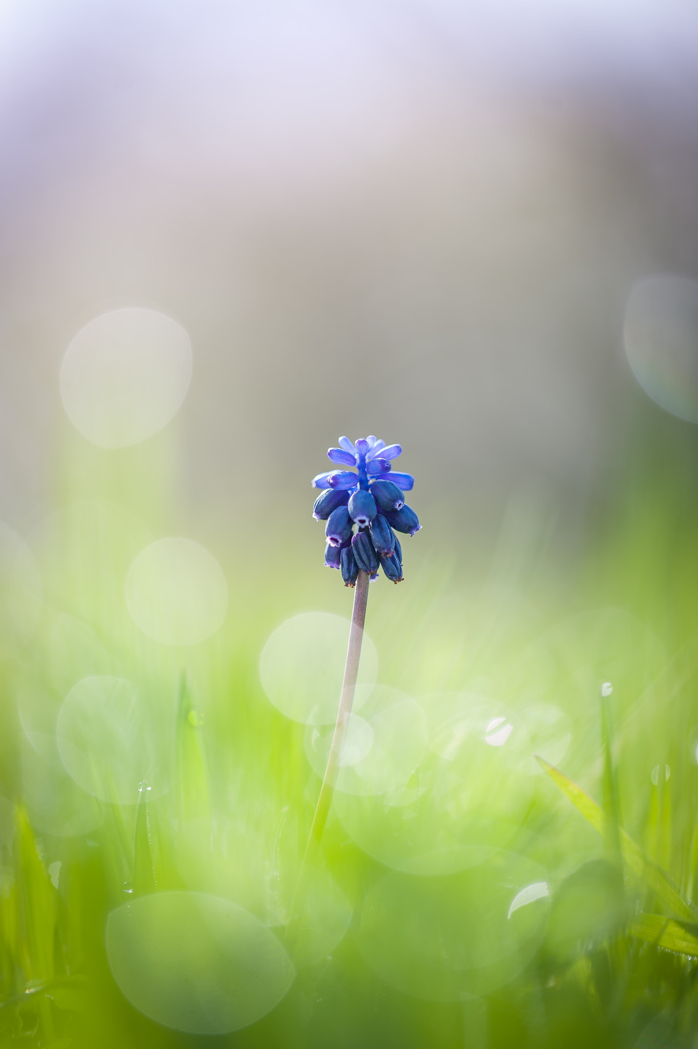 Sigma 105mm F2.8 EX DG OS HSM sample photo. Bleu photography