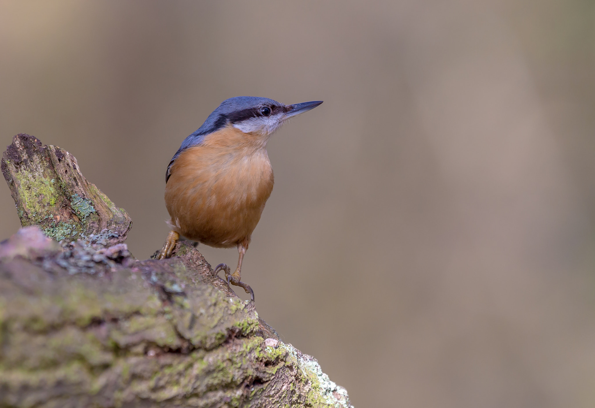 Canon EOS 6D + Canon EF 100-400mm F4.5-5.6L IS USM sample photo. Nuthatch.. photography
