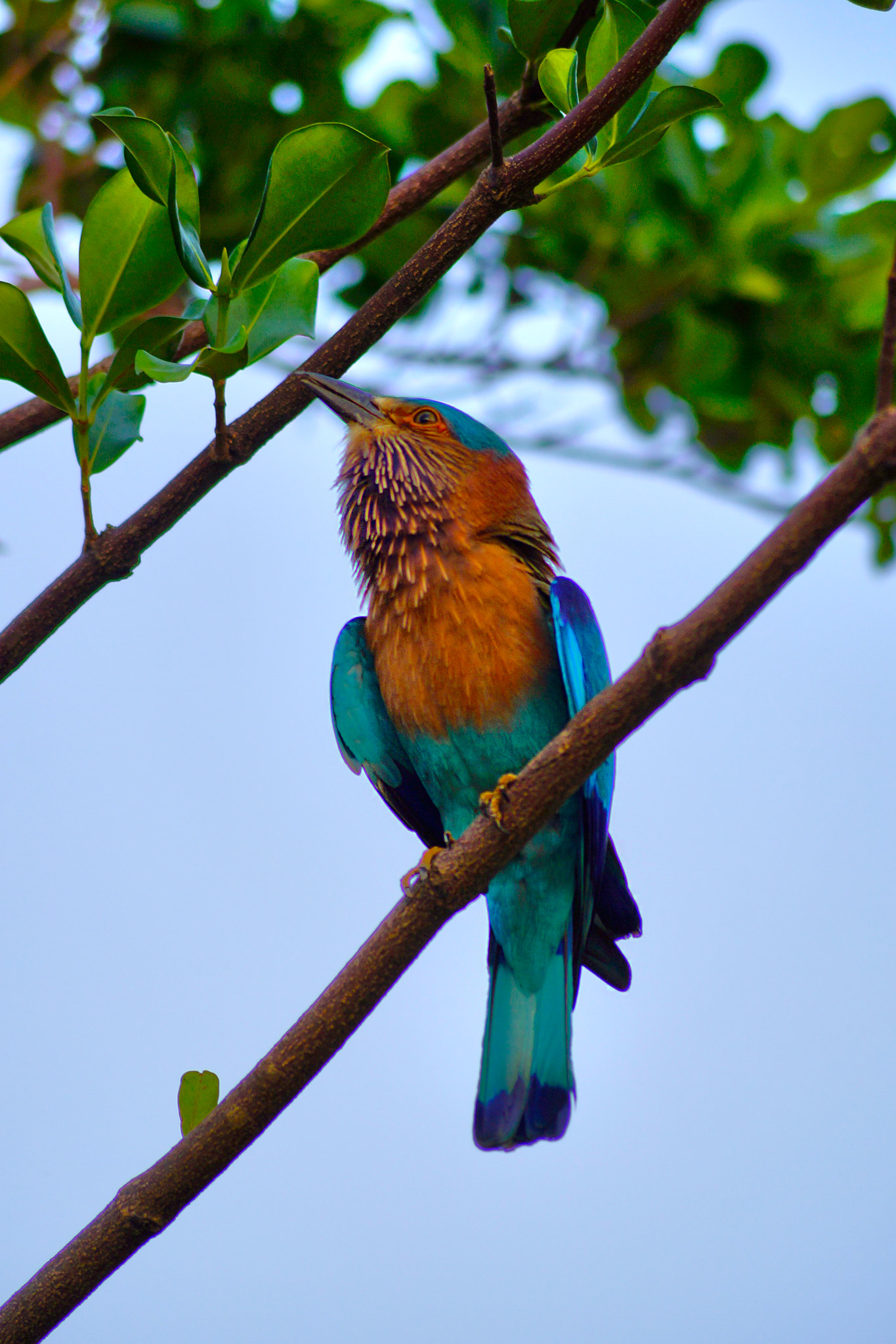 Sony a99 II sample photo. Bird of paradise photography