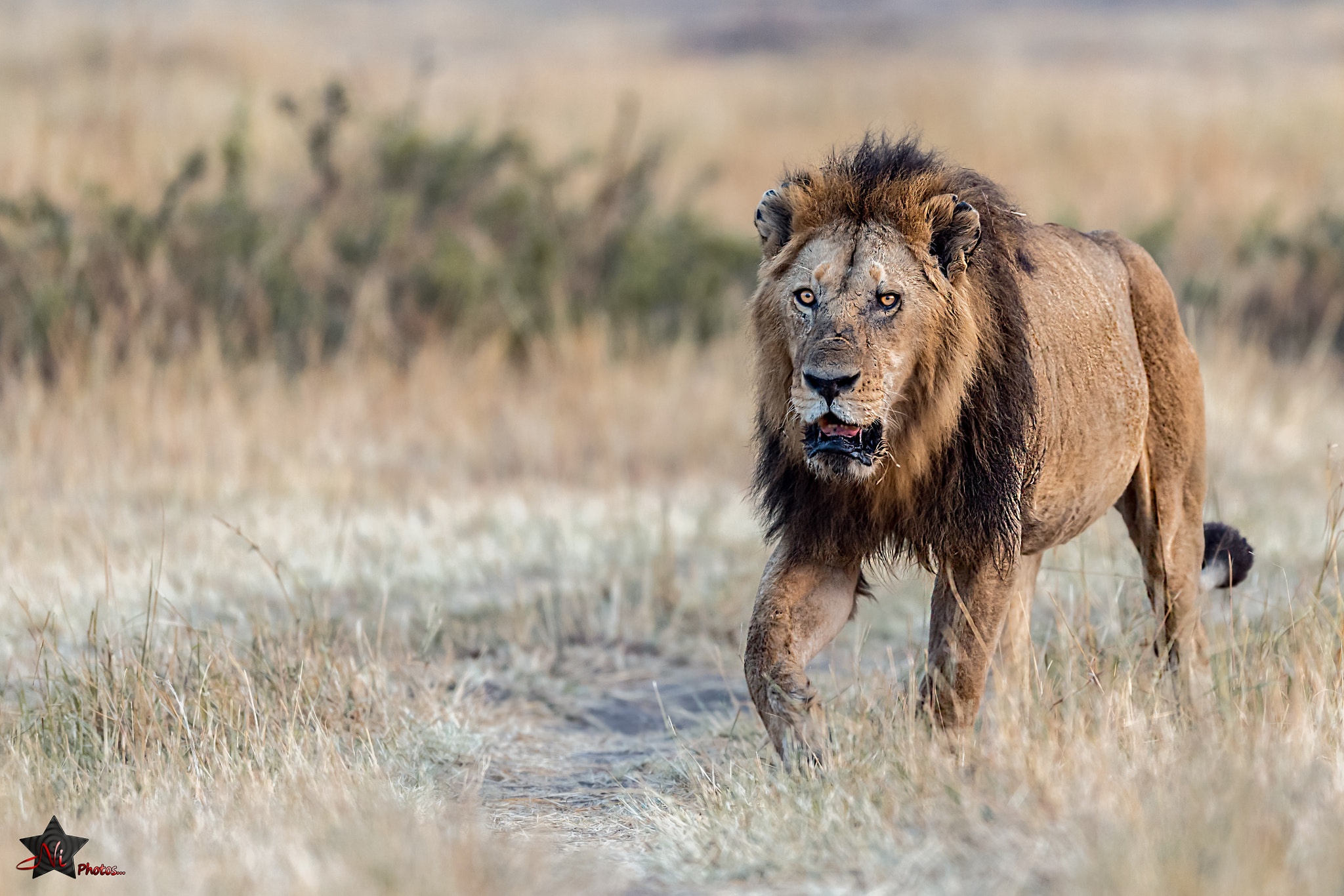 Nikon AF-S Nikkor 600mm F4E FL ED VR sample photo. Lion photography