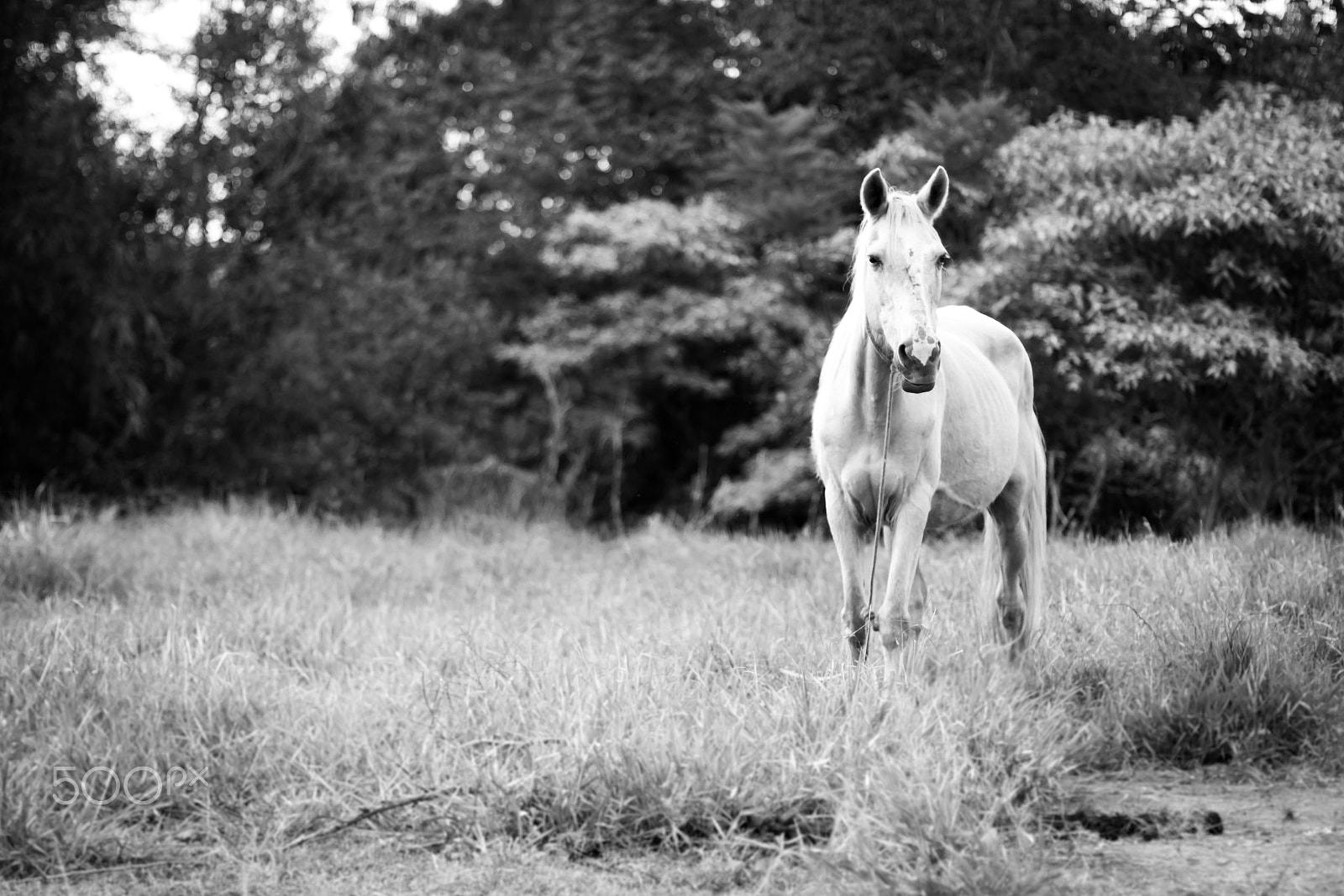 Canon EOS 70D sample photo. A horse with no name photography