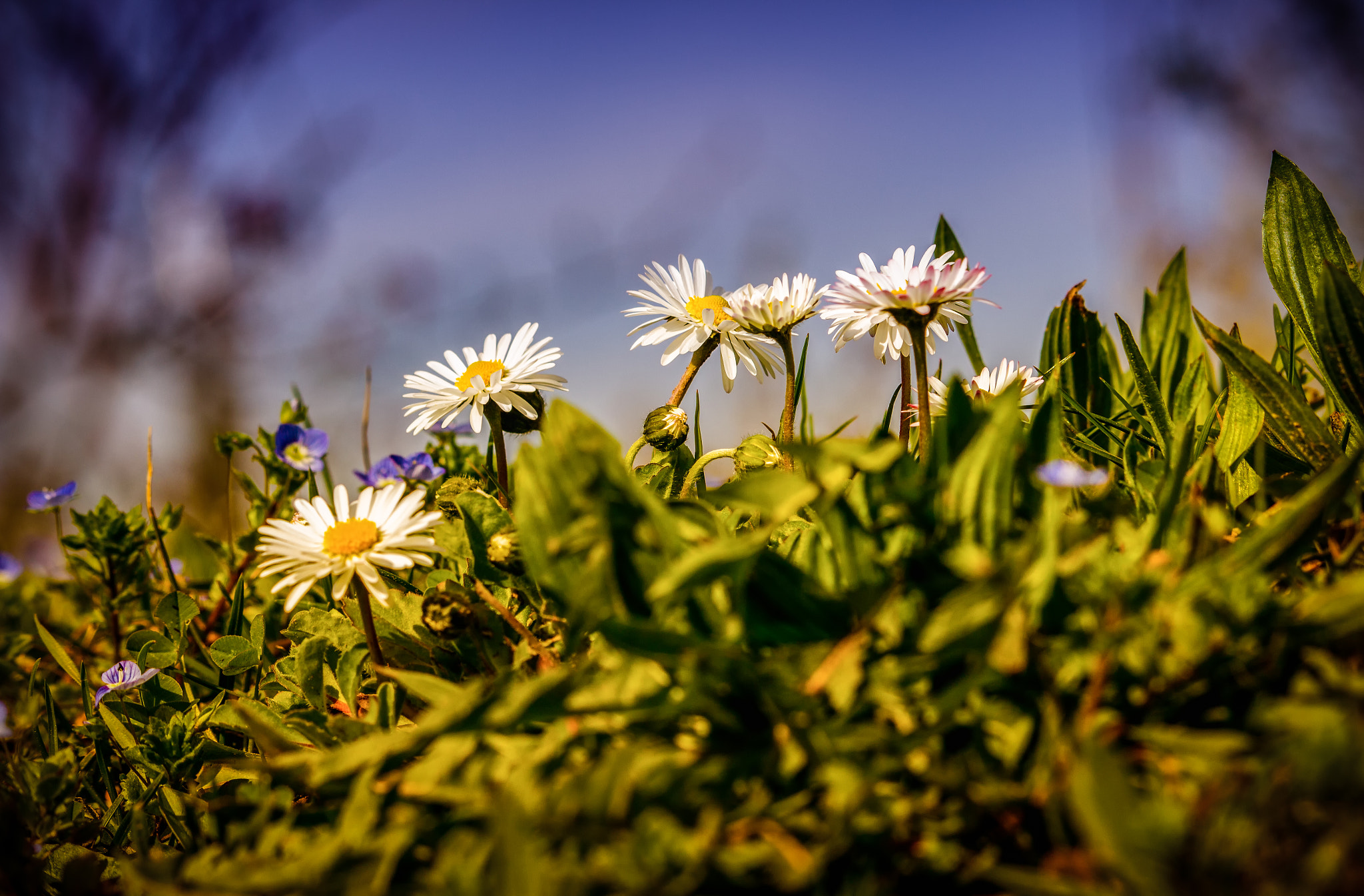 Canon EF-S 55-250mm F4-5.6 IS STM sample photo. Daisy 2 photography