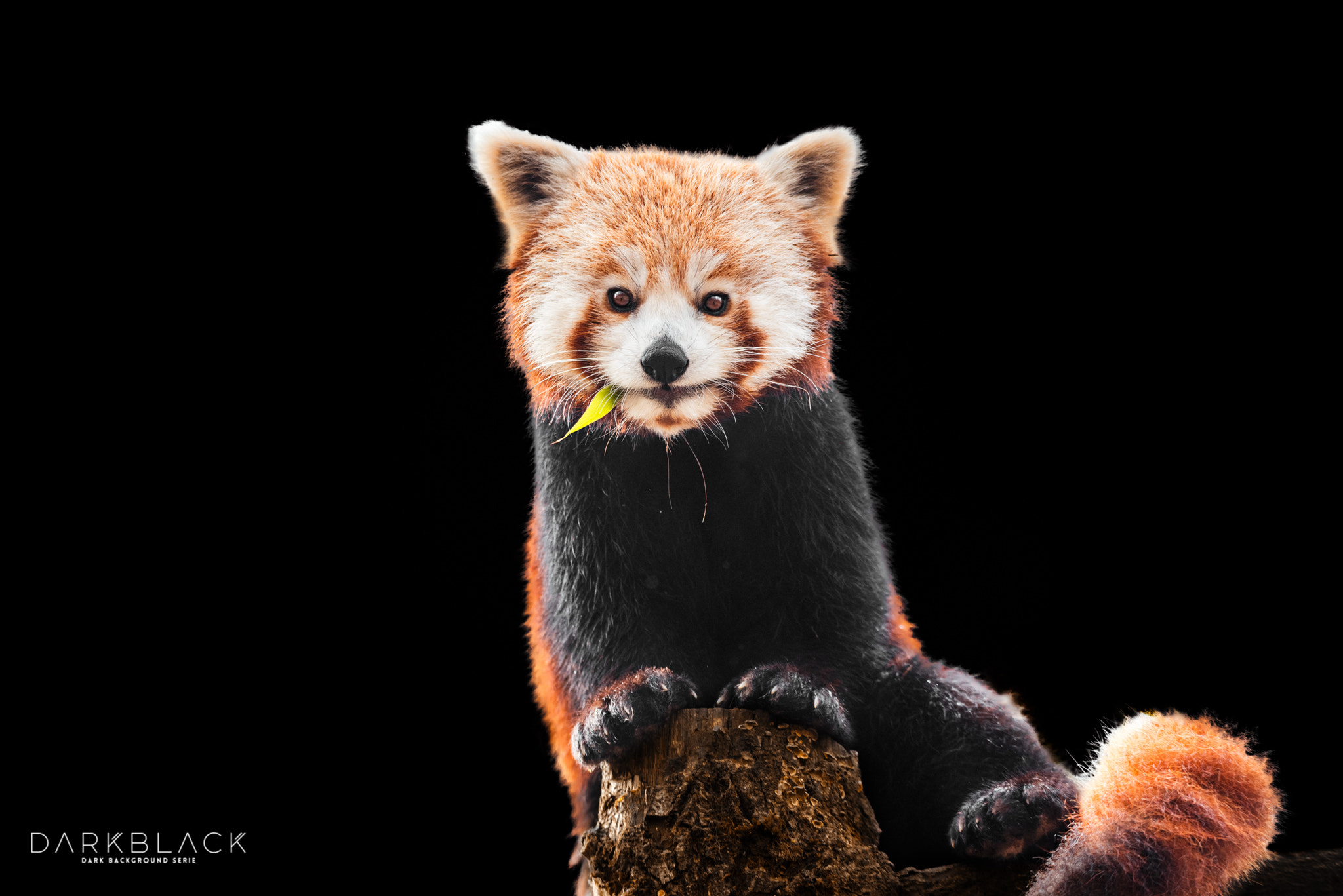 Nikon D800 sample photo. Red panda photography
