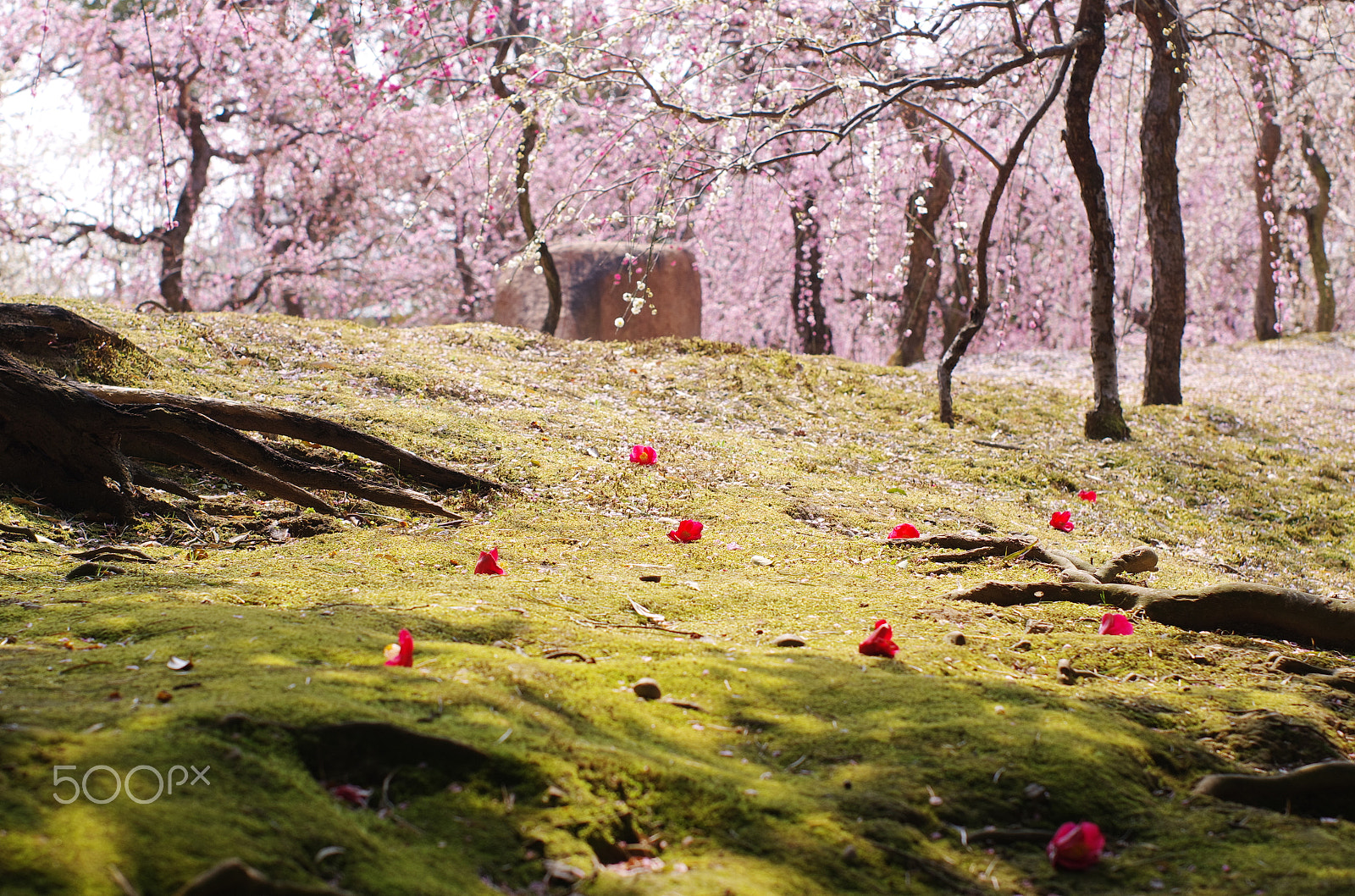 Pentax K-5 IIs + Pentax smc FA 50mm F1.4 sample photo. Japanese garden photography