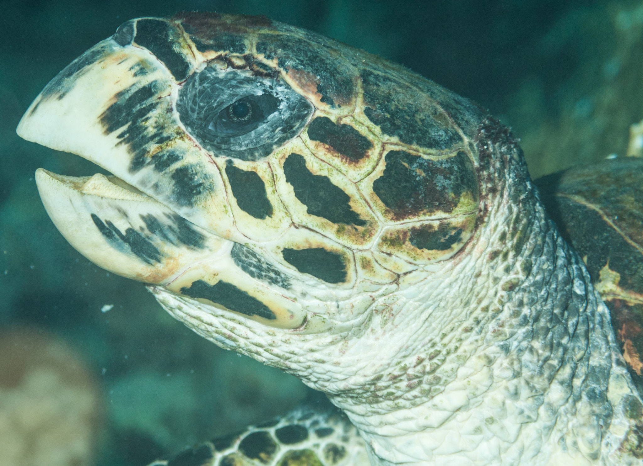 Nikon AF-S Micro-Nikkor 105mm F2.8G IF-ED VR sample photo. Turtle photography
