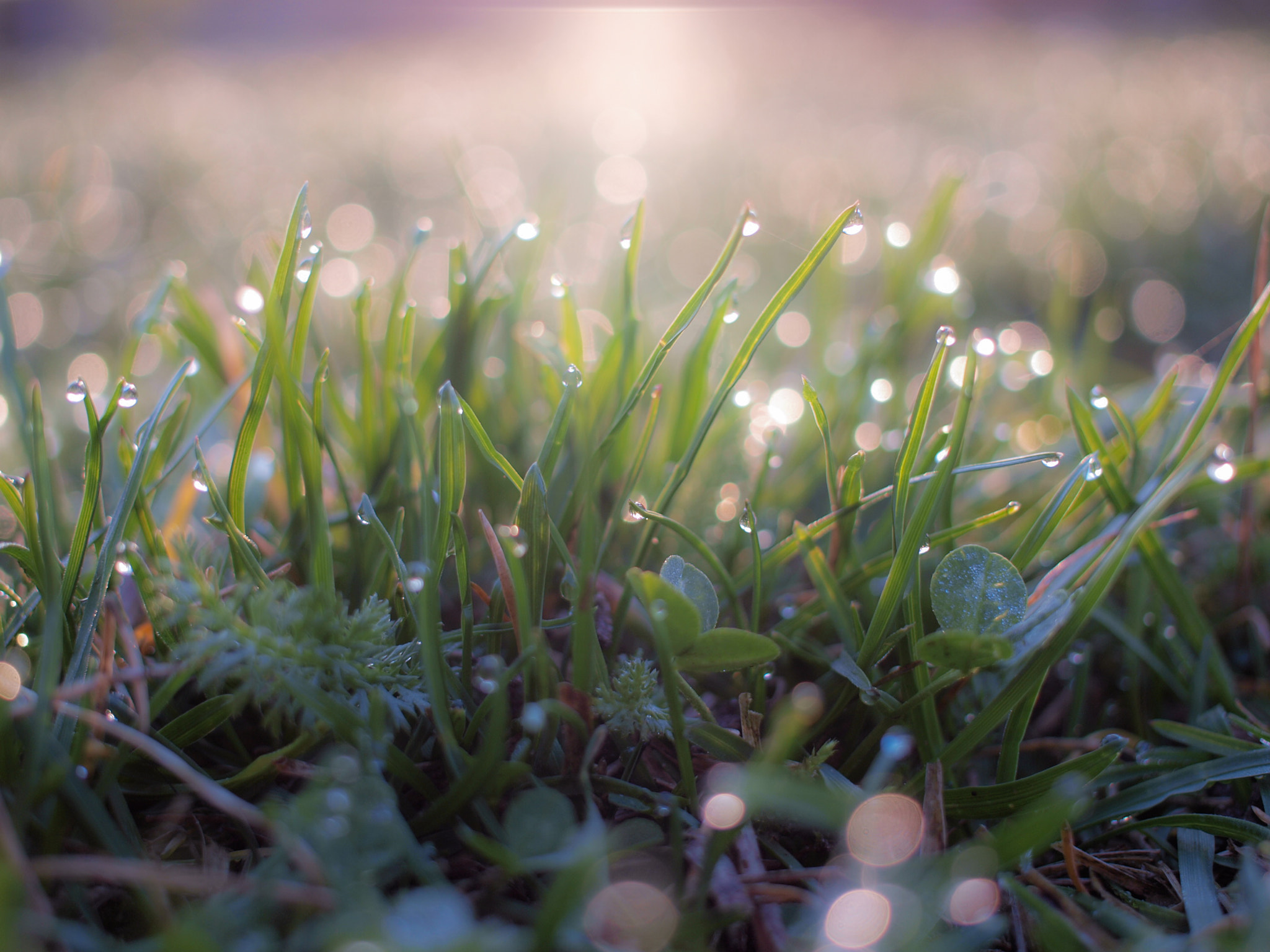 Olympus E-420 (EVOLT E-420) + Olympus Zuiko Digital 25mm F2.8 Pancake sample photo. Early morning rain drops. photography