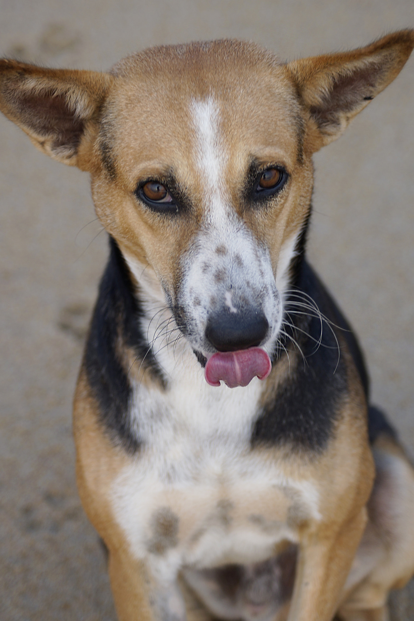 Sony a99 II sample photo. Dog had a good dinner photography