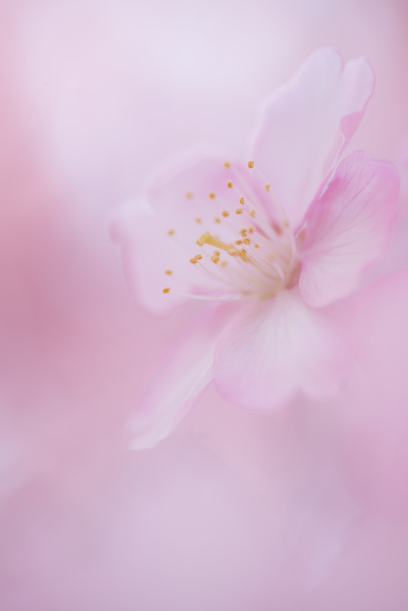 Nikon D800 sample photo. Sakura photography