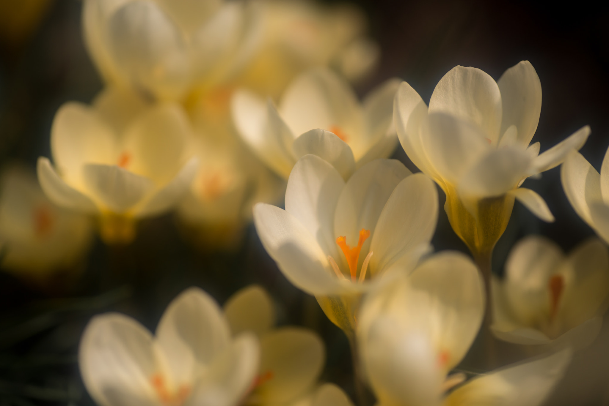 Nikon D800 sample photo. Crocus photography