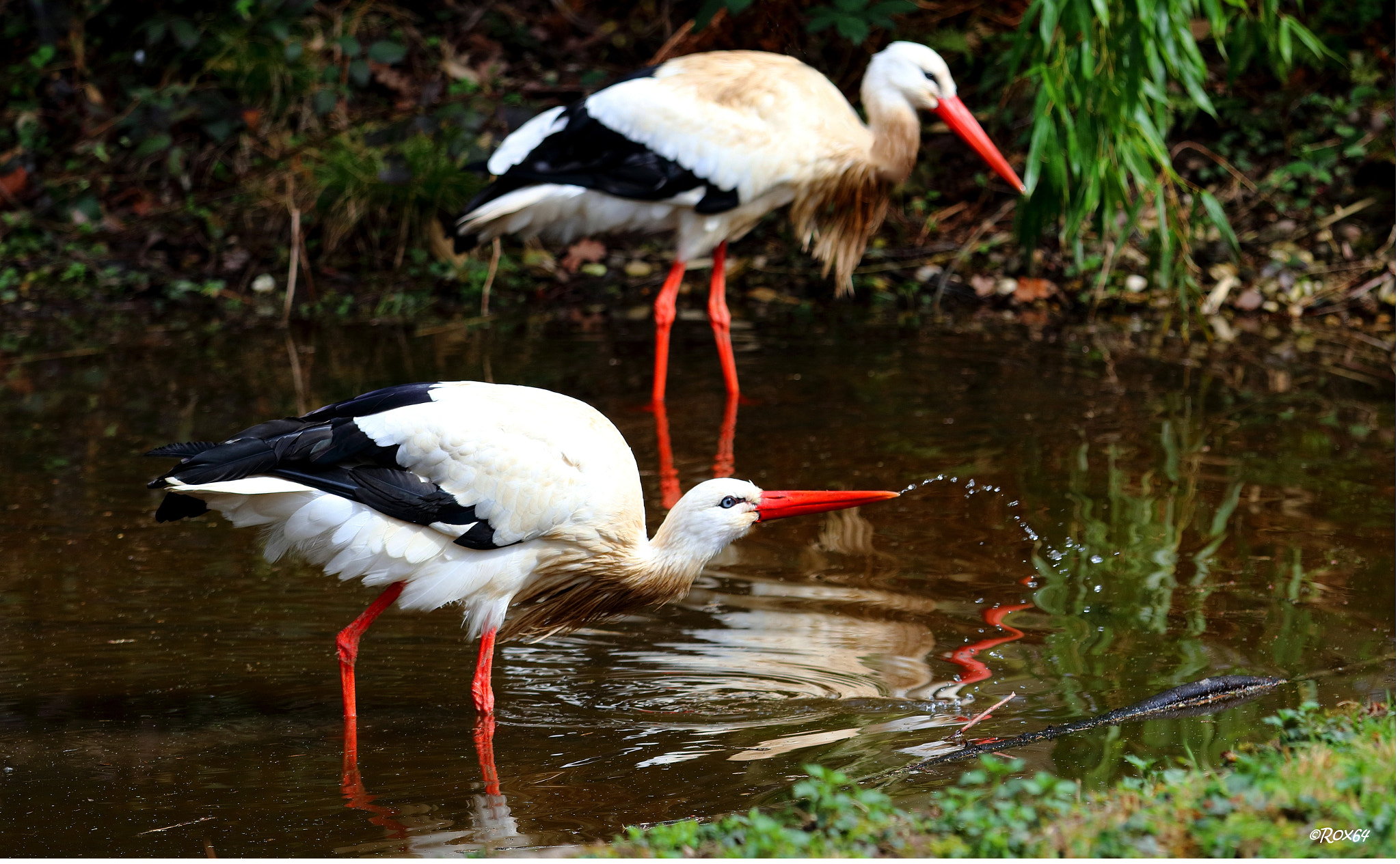 Canon EF 70-200mm F4L IS USM sample photo. White storks photography