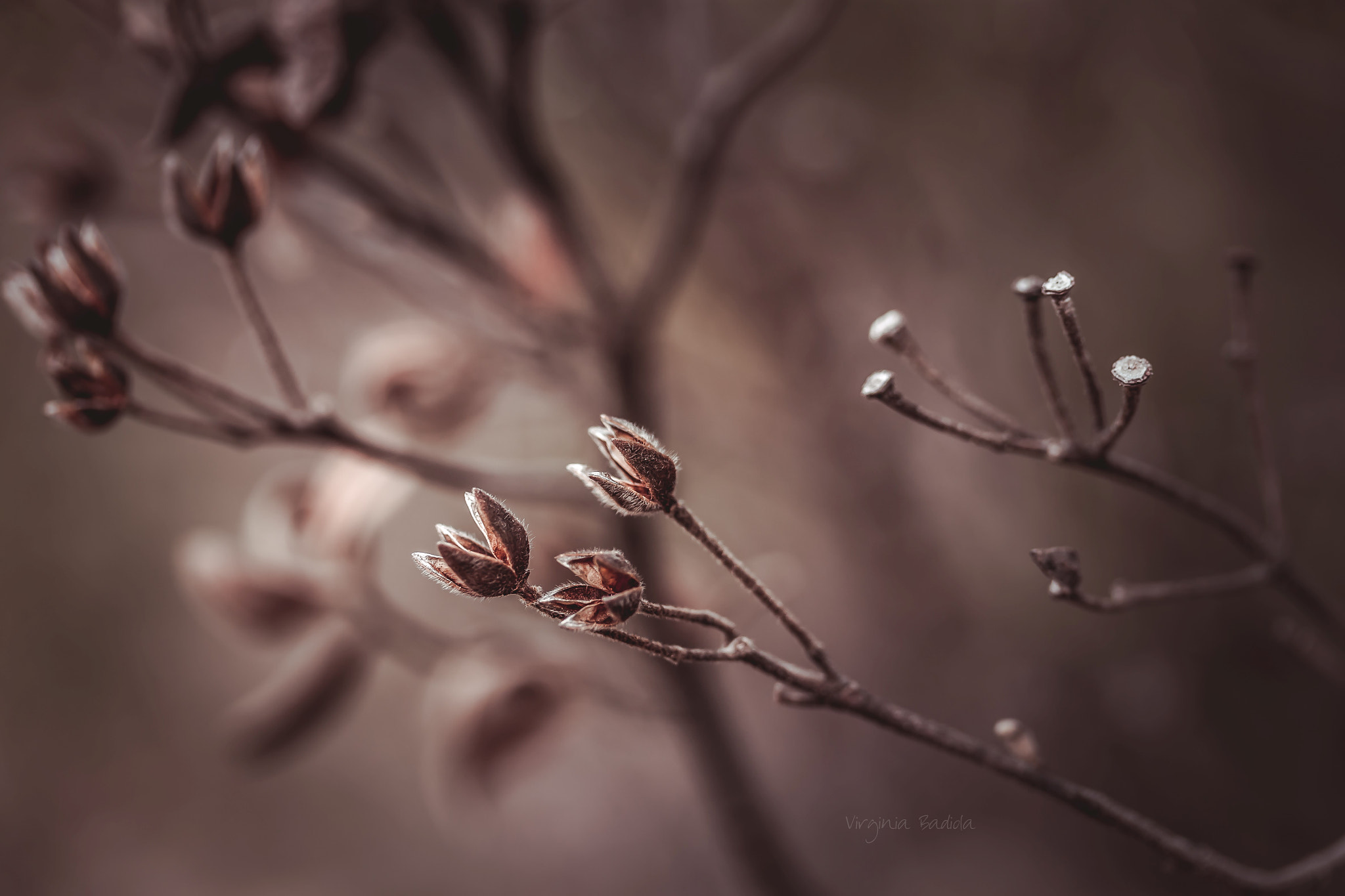 Canon EF-S 60mm F2.8 Macro USM sample photo. *** photography