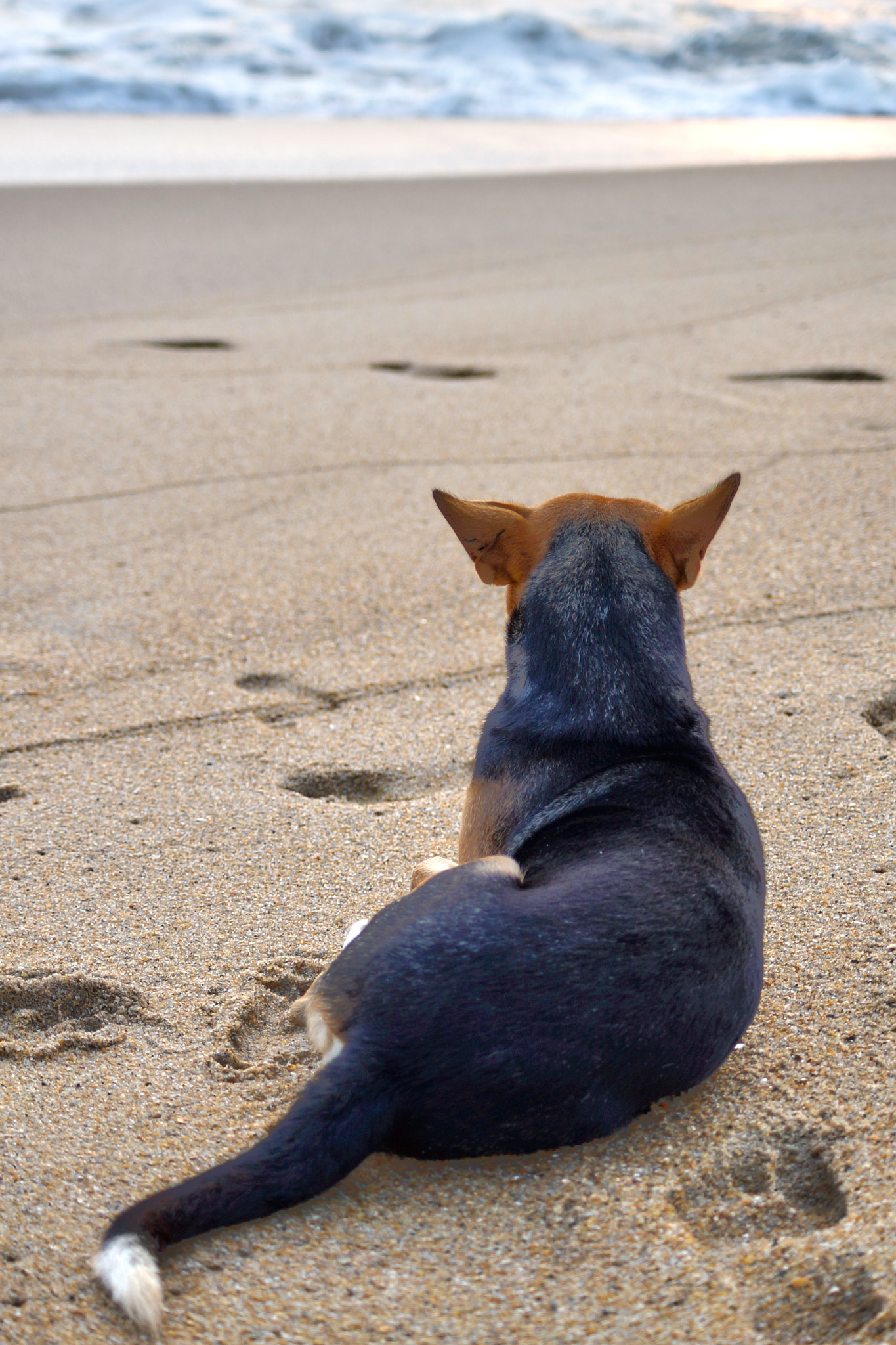 Sony a99 II + Sony DT 55-200mm F4-5.6 SAM sample photo. Watching the ocean photography