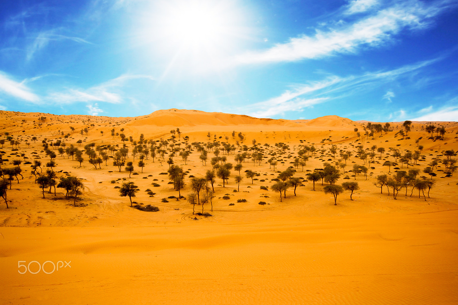 Canon EOS 7D sample photo. Desert at al hamra with desert trees & beautiful blue sky is visible behind photography