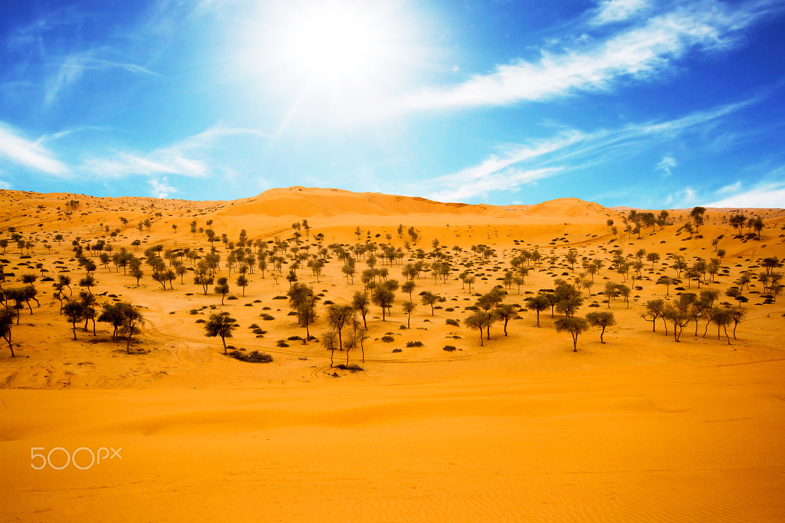 Canon EOS 7D + Sigma 10-20mm F4-5.6 EX DC HSM sample photo. Desert at al hamra with desert trees & beautiful blue sky is visible behind photography