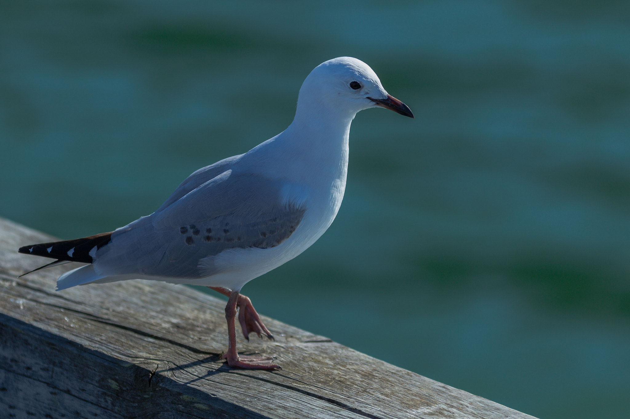 Canon EOS 60D + Sigma 70-200mm F2.8 EX DG OS HSM sample photo. Gull photography