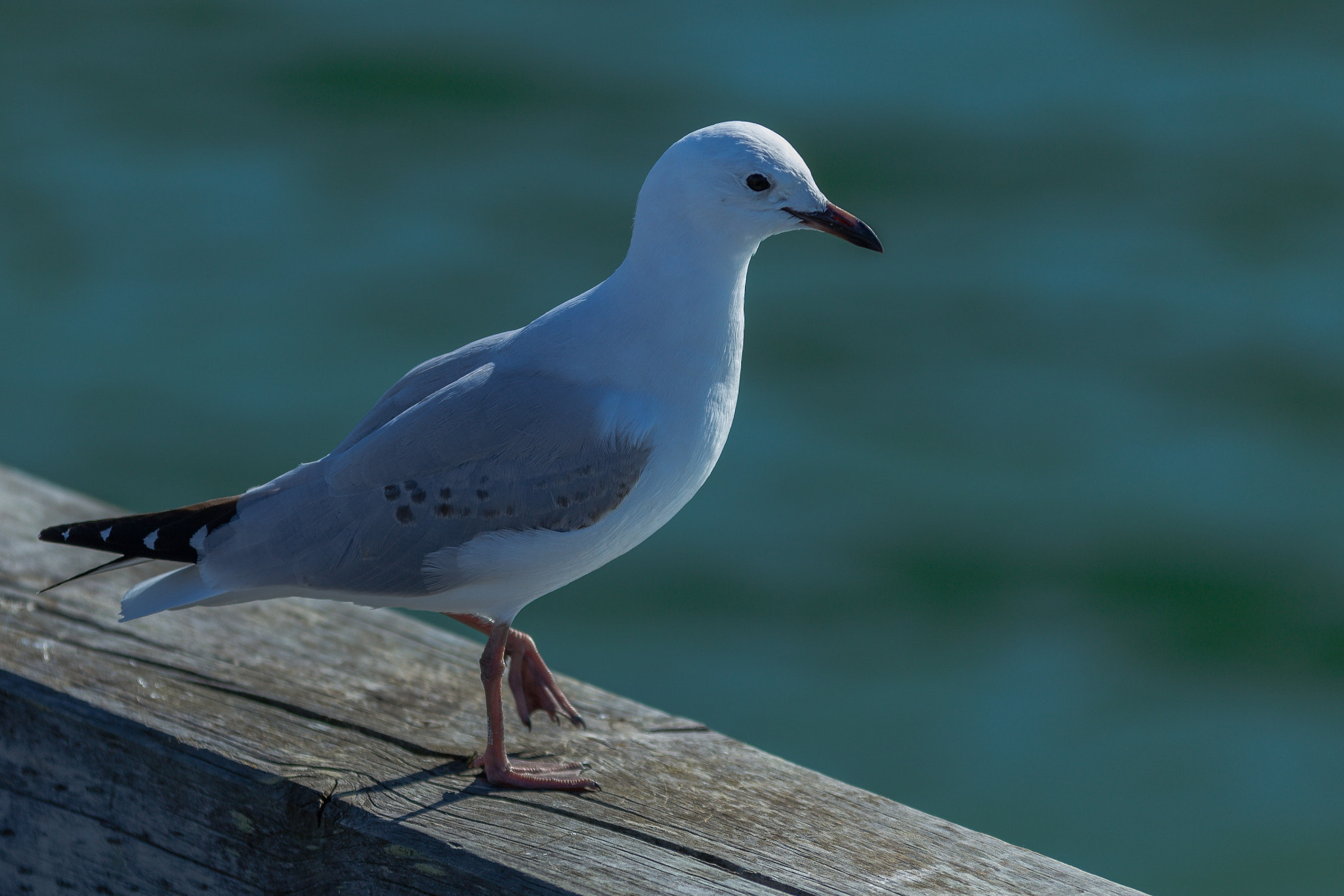 Sigma 70-200mm F2.8 EX DG OS HSM sample photo. Gull photography