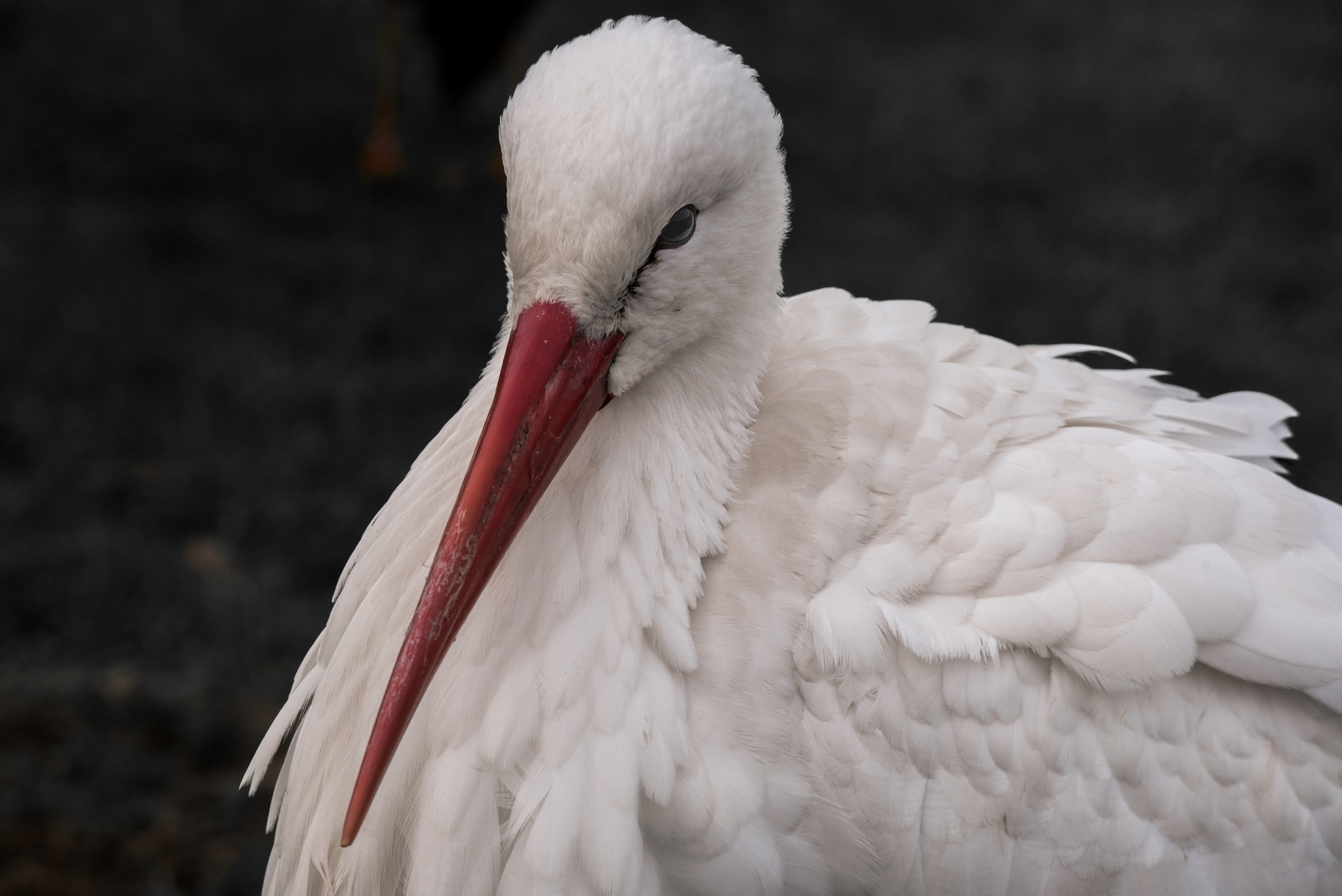 Nikon D750 + Sigma 150-500mm F5-6.3 DG OS HSM sample photo. Stork photography