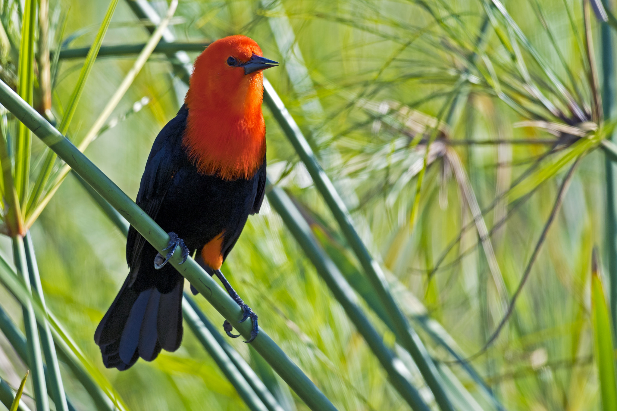 Nikon D5 + Nikon AF-S Nikkor 800mm F5.6E FL ED VR sample photo. Scarlet-headed blackbird photography