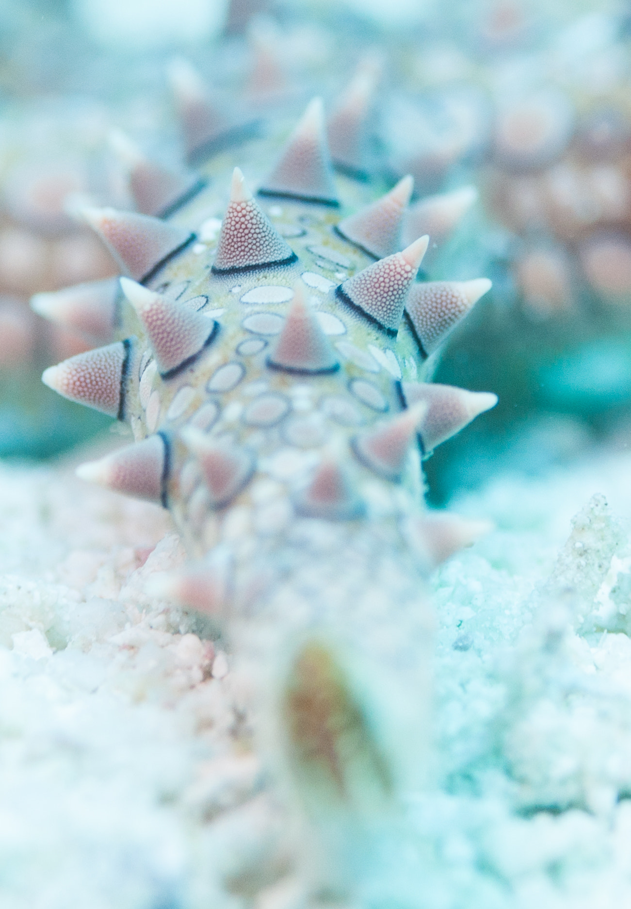 Nikon AF-S Micro-Nikkor 105mm F2.8G IF-ED VR sample photo. Star fish photography
