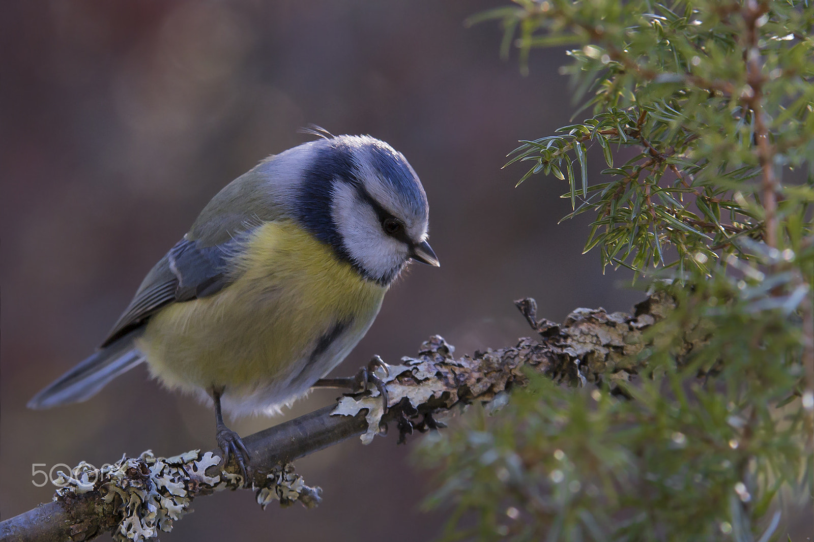 Sigma 70-200mm F2.8 EX DG OS HSM sample photo. Sinitiainen blue tit photography