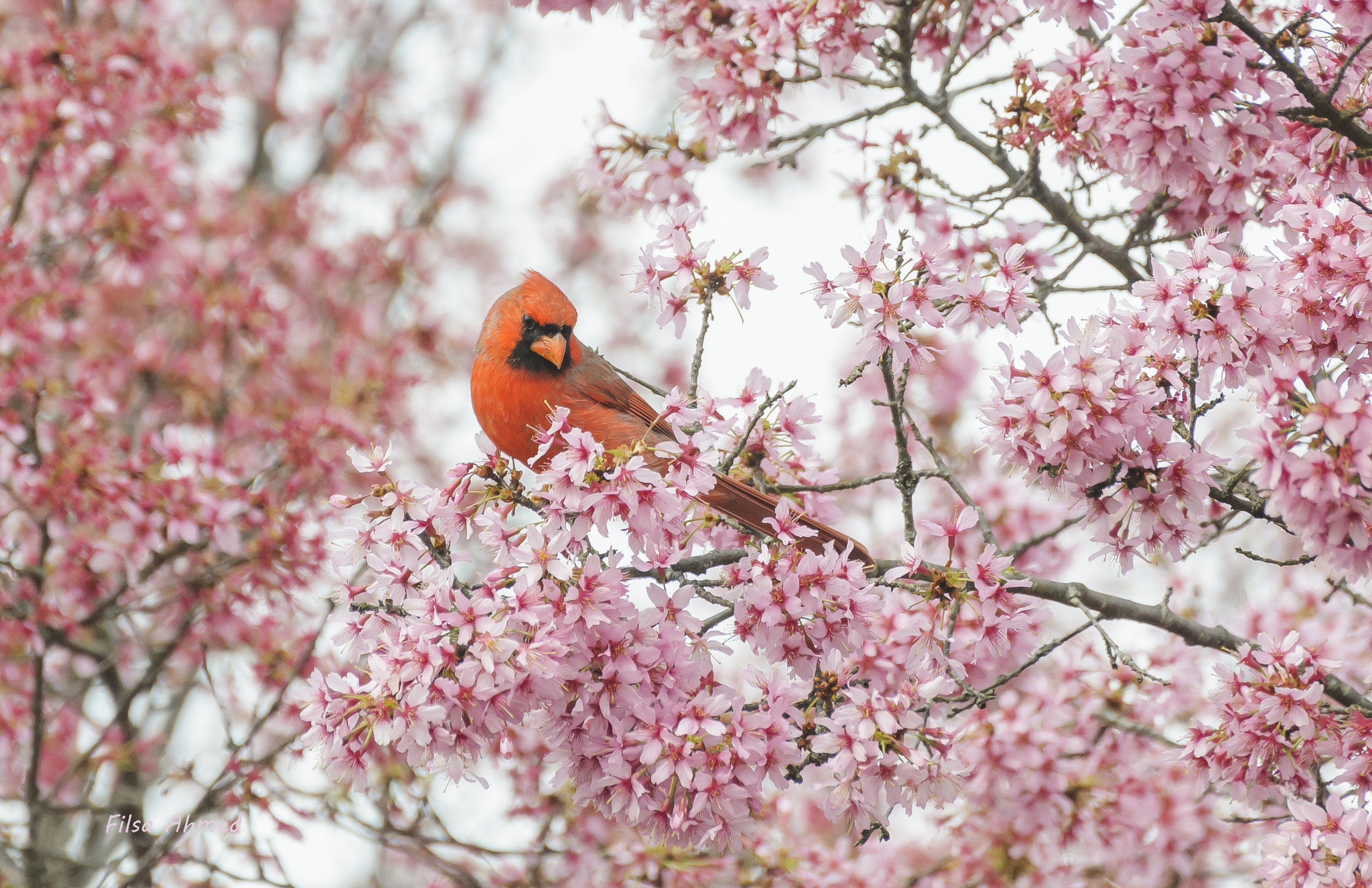 Nikon D90 sample photo. Spring beauty photography