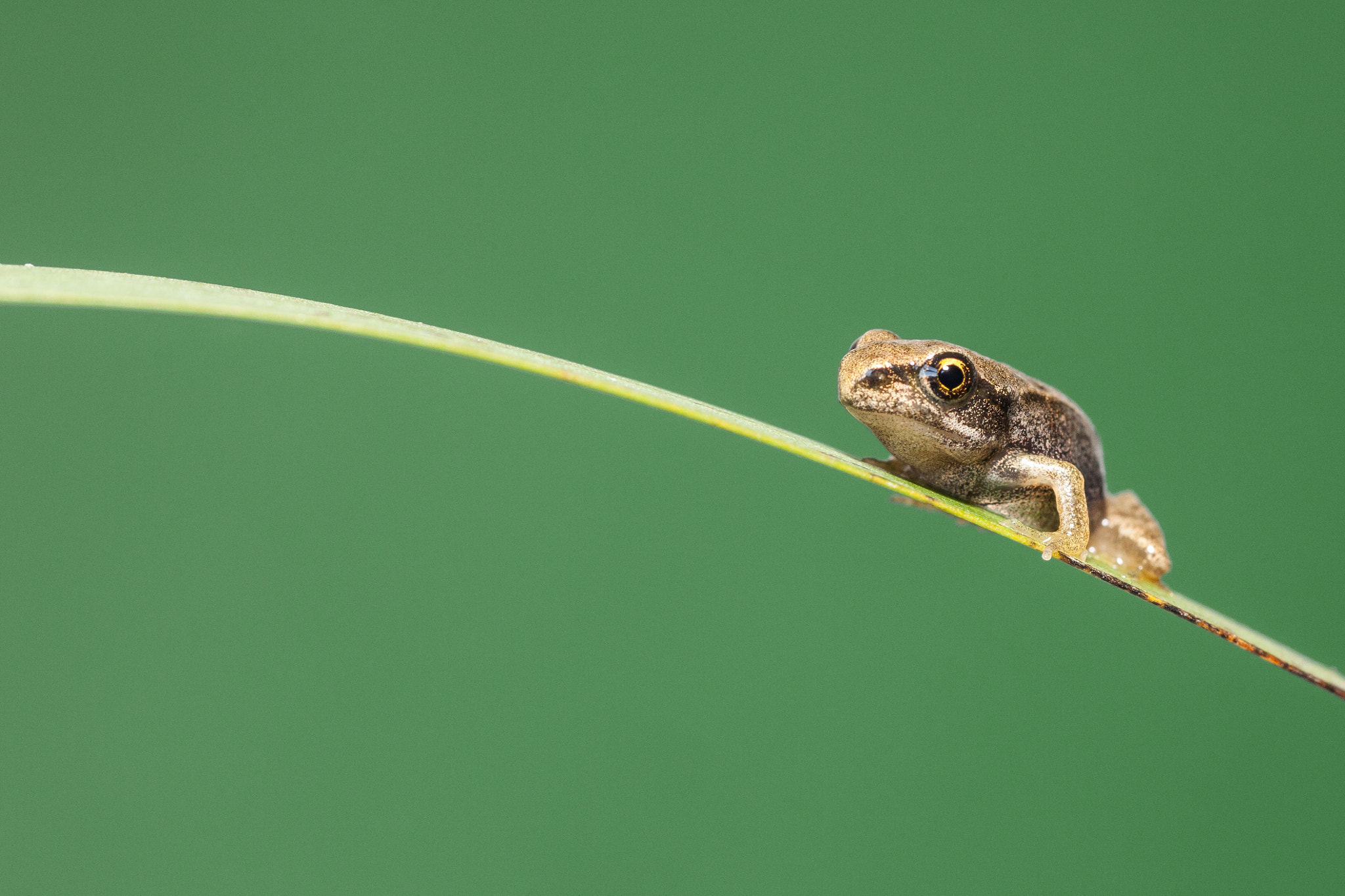 Canon EOS 5D Mark II sample photo. Froglet on green photography