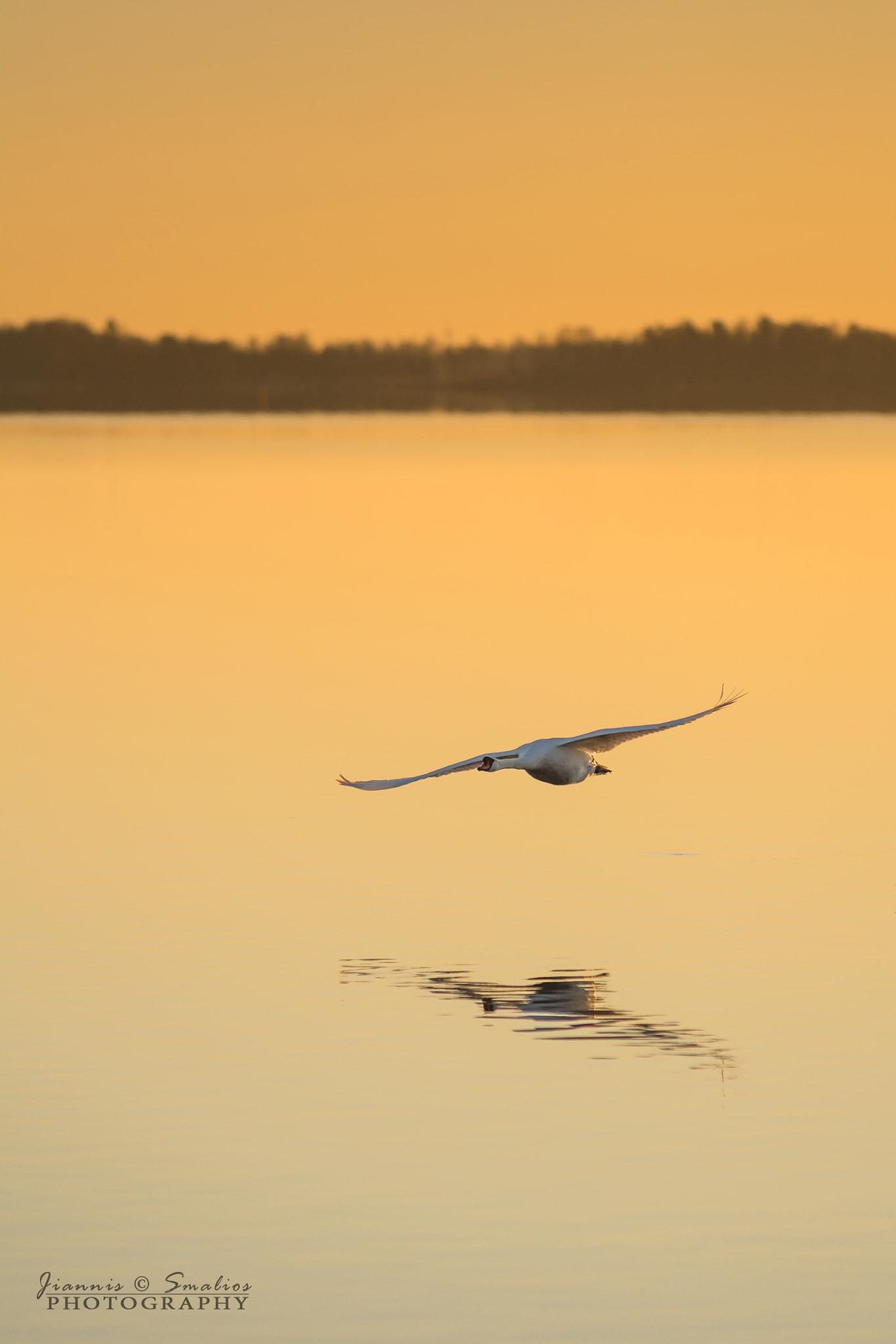 Nikon D7100 sample photo. Swan peaceful flying photography