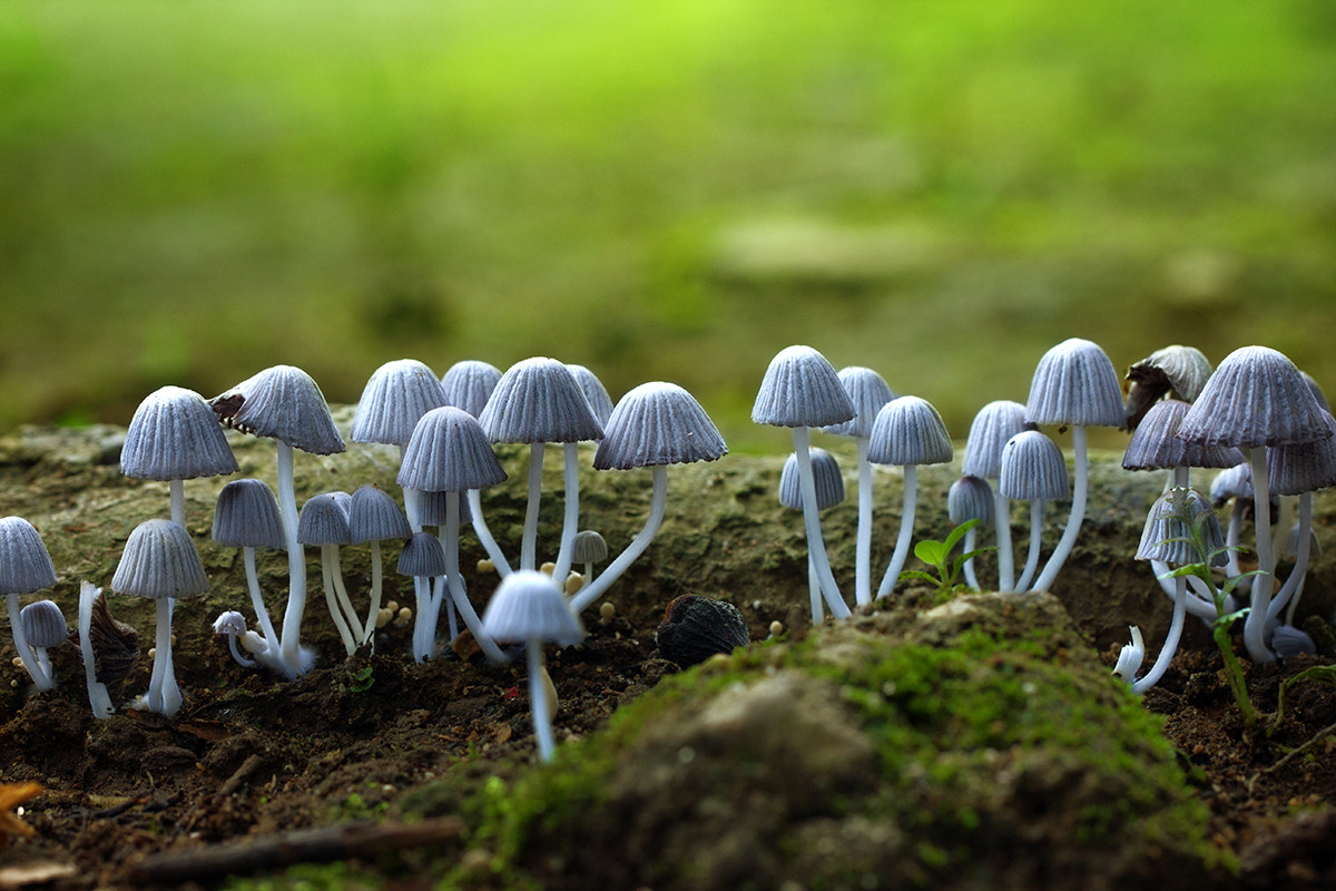 Canon EF 100mm F2.8L Macro IS USM sample photo. Family mushrooms photography