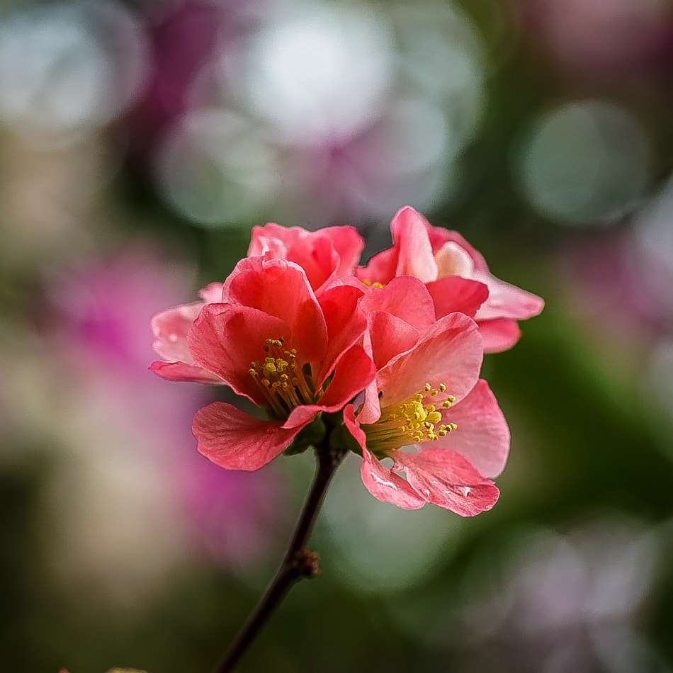 100mm F2.8 G SSM OSS sample photo. Flowers photography