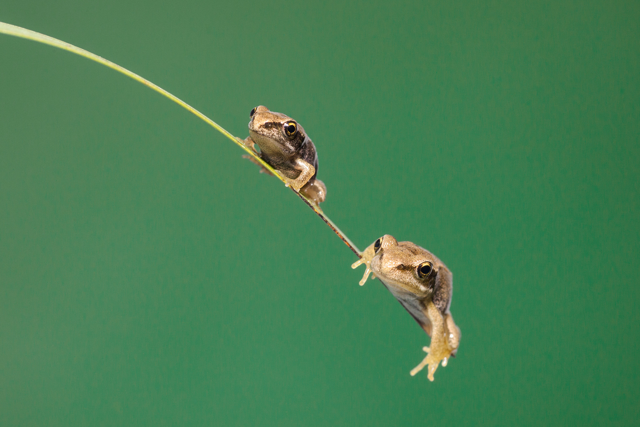 Canon EOS 5D Mark II + Tamron SP AF 90mm F2.8 Di Macro sample photo. Froglets on green photography