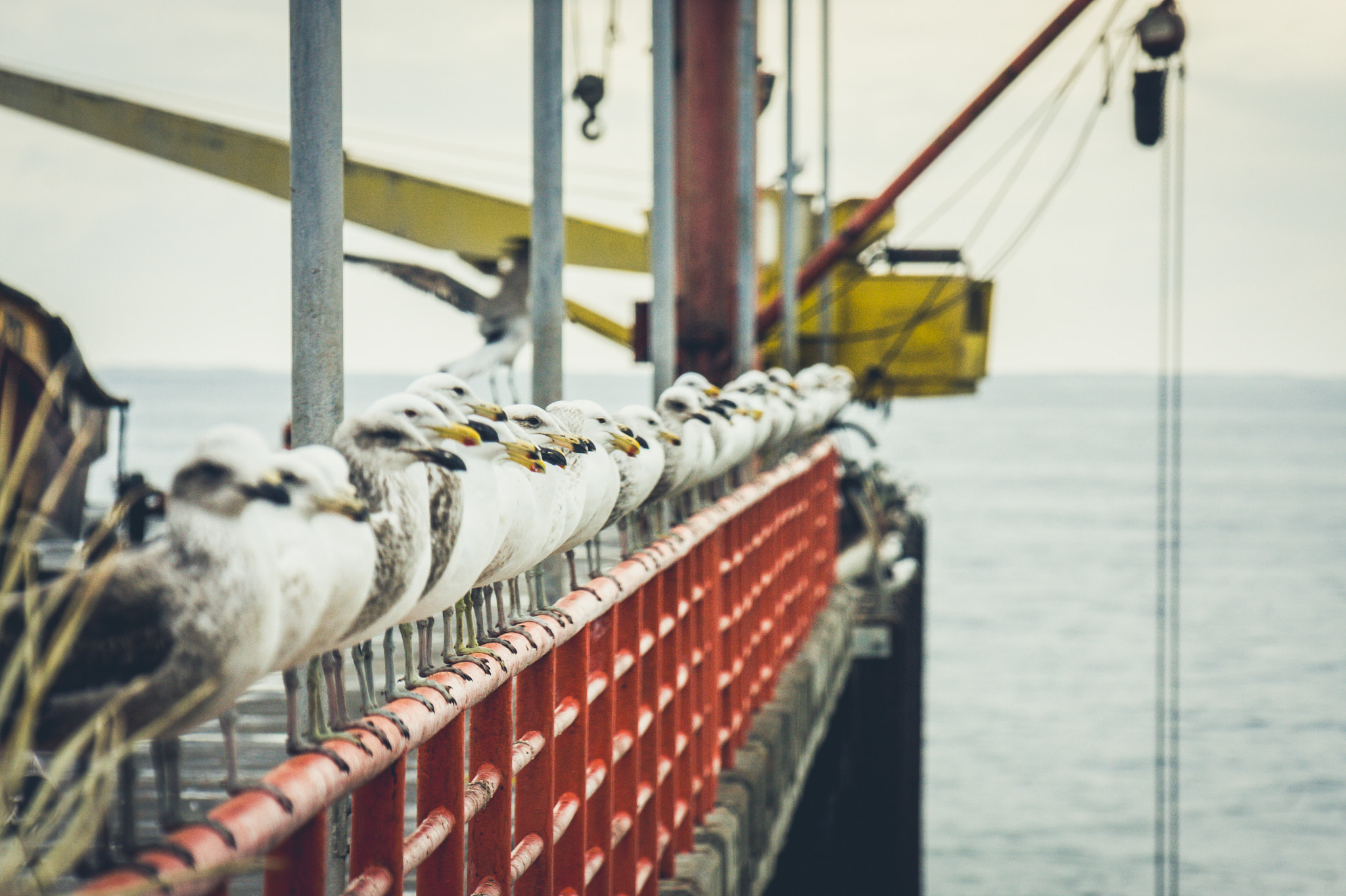 Canon EOS 40D + Canon EF 100-300mm f/5.6L sample photo. Seagulls pack photography