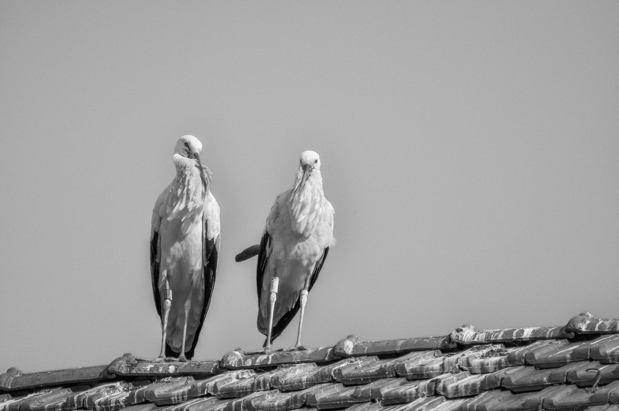 Nikon D5000 + Sigma 50-150mm F2.8 EX APO DC HSM II + 1.4x sample photo. Two storks on the rooftop photography